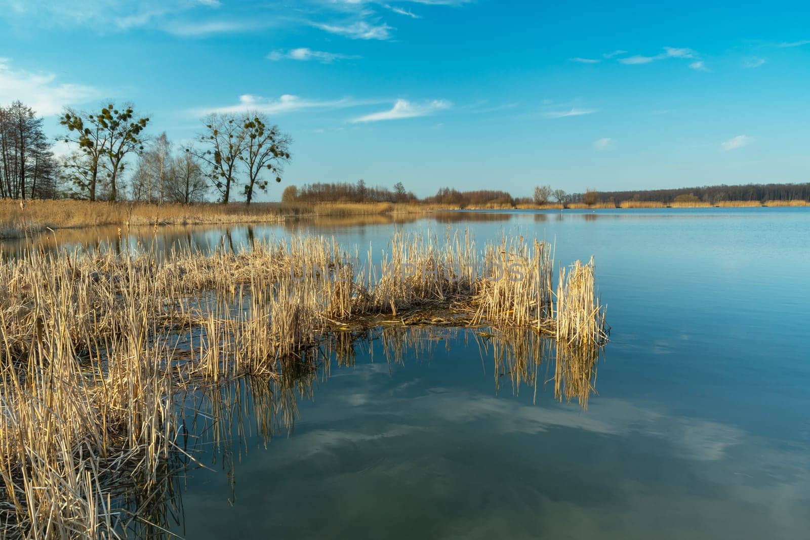 Dry reeds in the lake water and the clear sky, Stankow, Poland