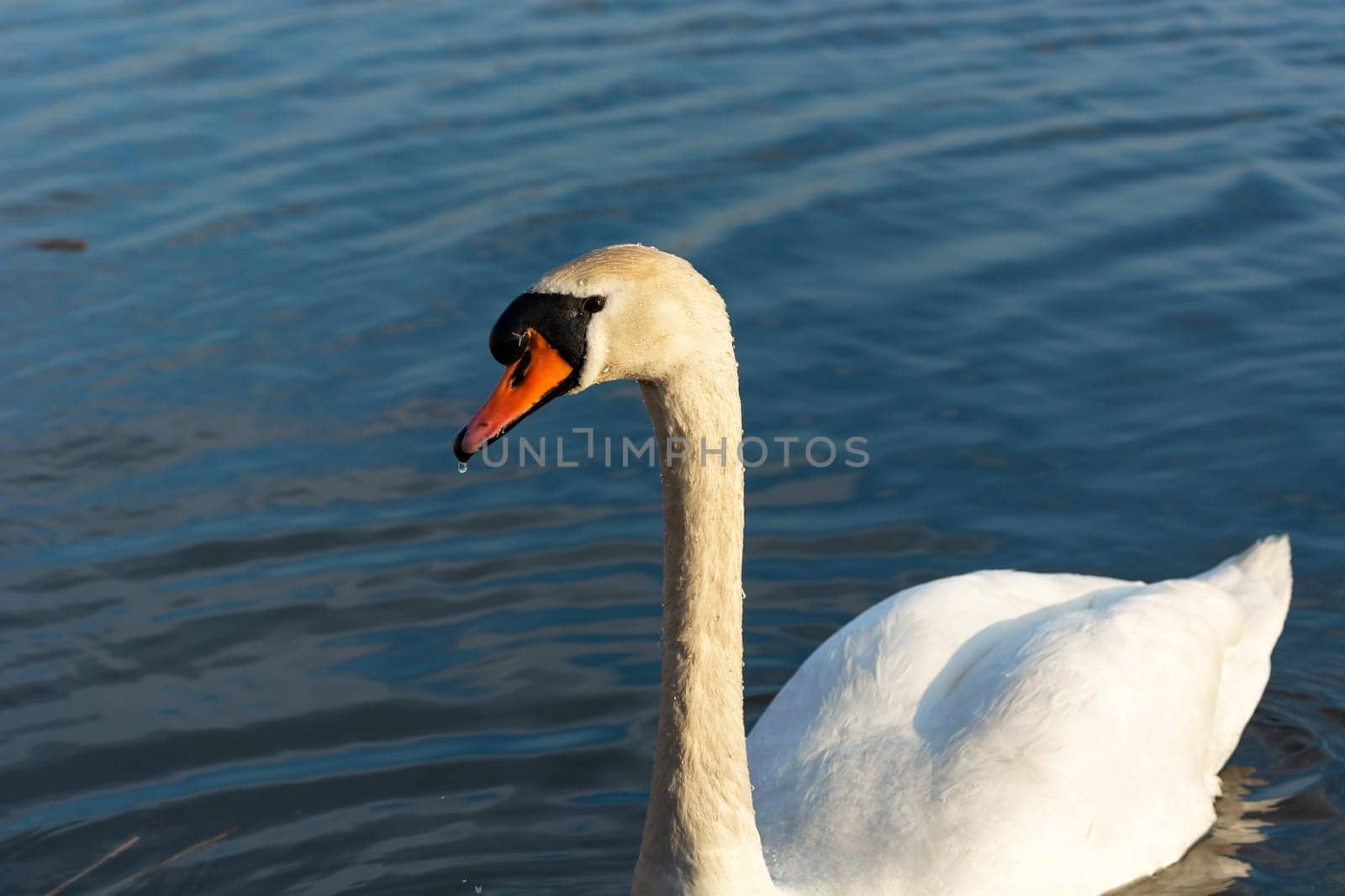 A white swan on a background of water, Stankow, Poland