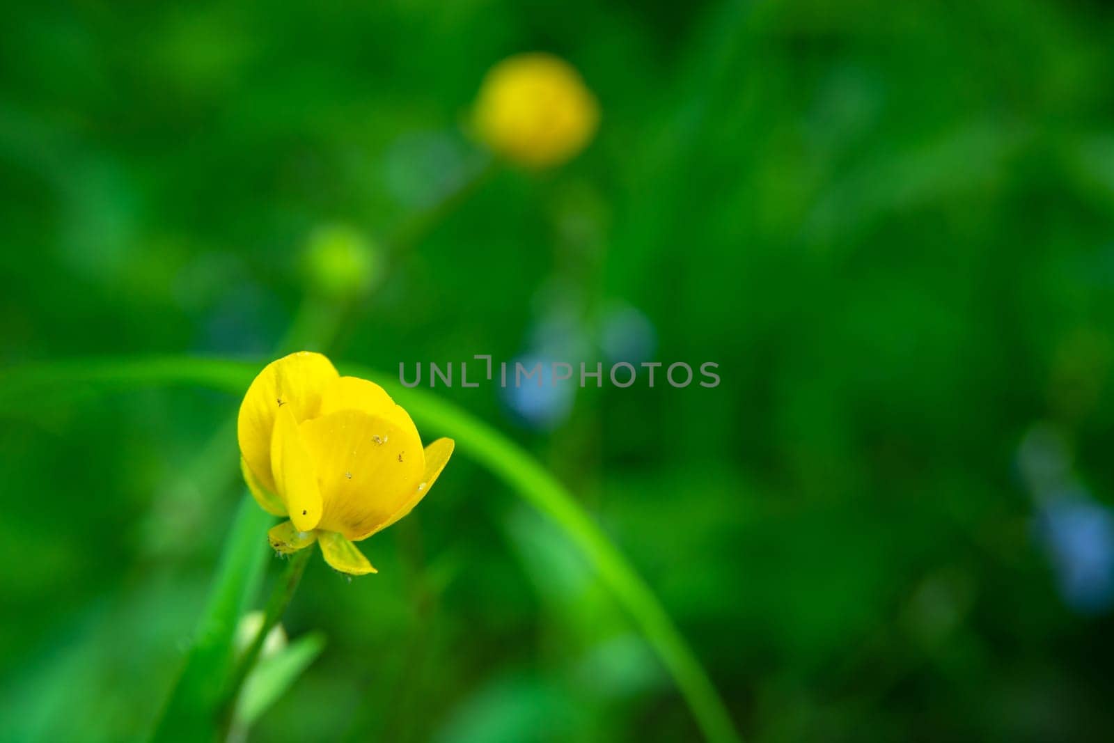Yellow anemone flower on a background of greenery, close up
