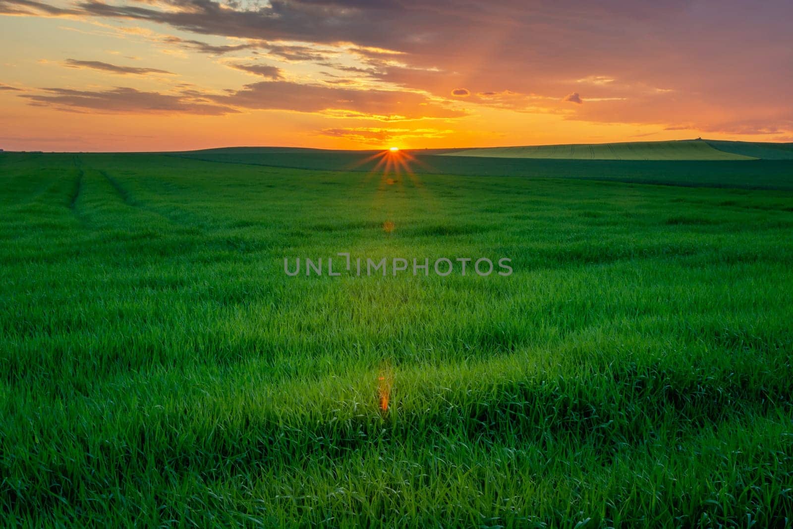 Beautiful green large field and colorful sunset, Staw, Lubelskie, Poland