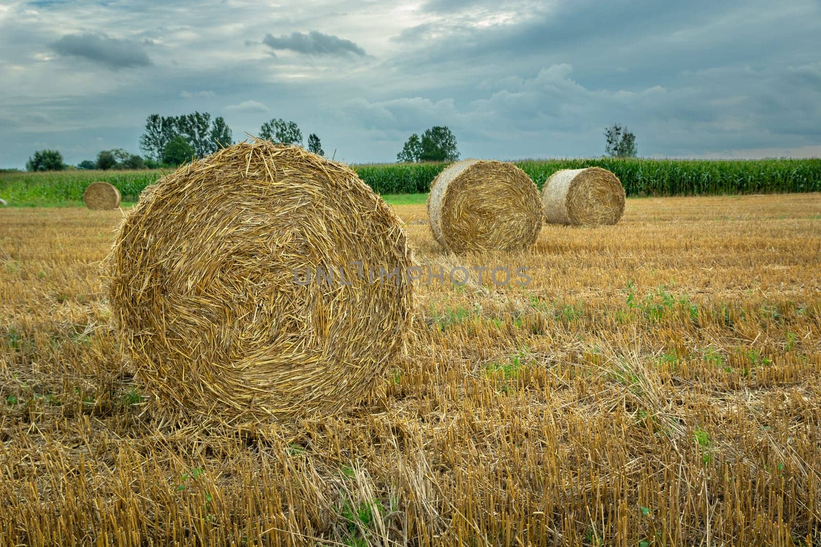 Round hay bales in the field and cloudy sky, Nowiny, Poland