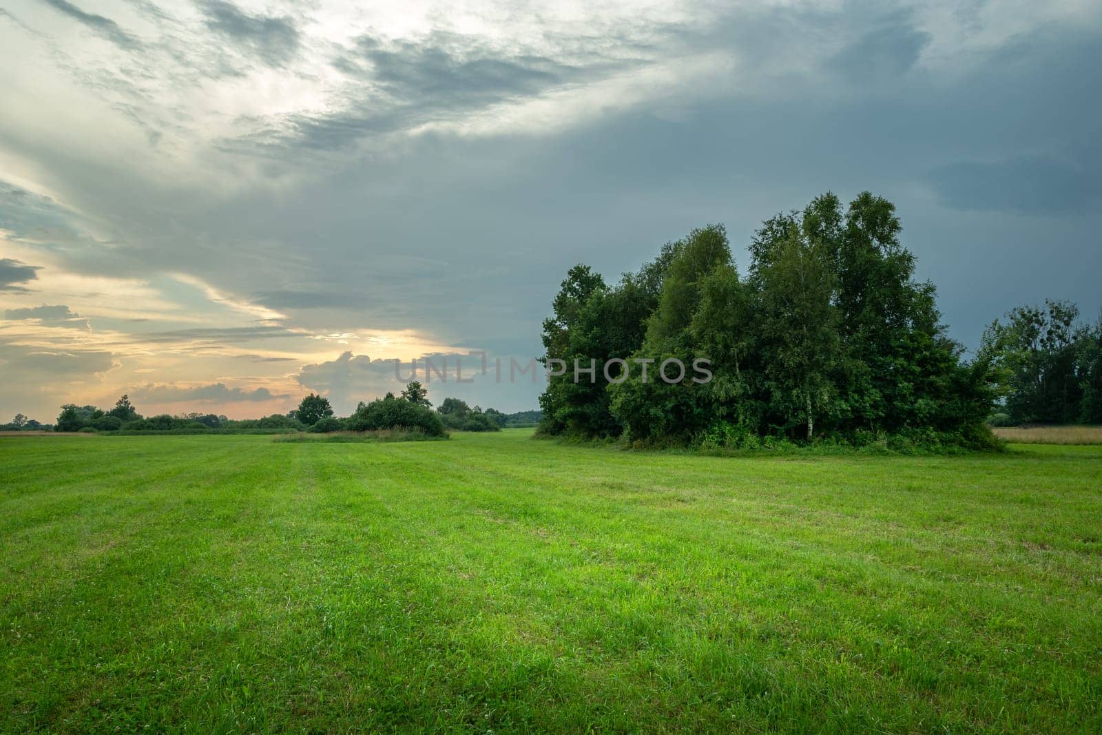 Green meadow with trees and cloudy evening sky, Nowiny, Poland