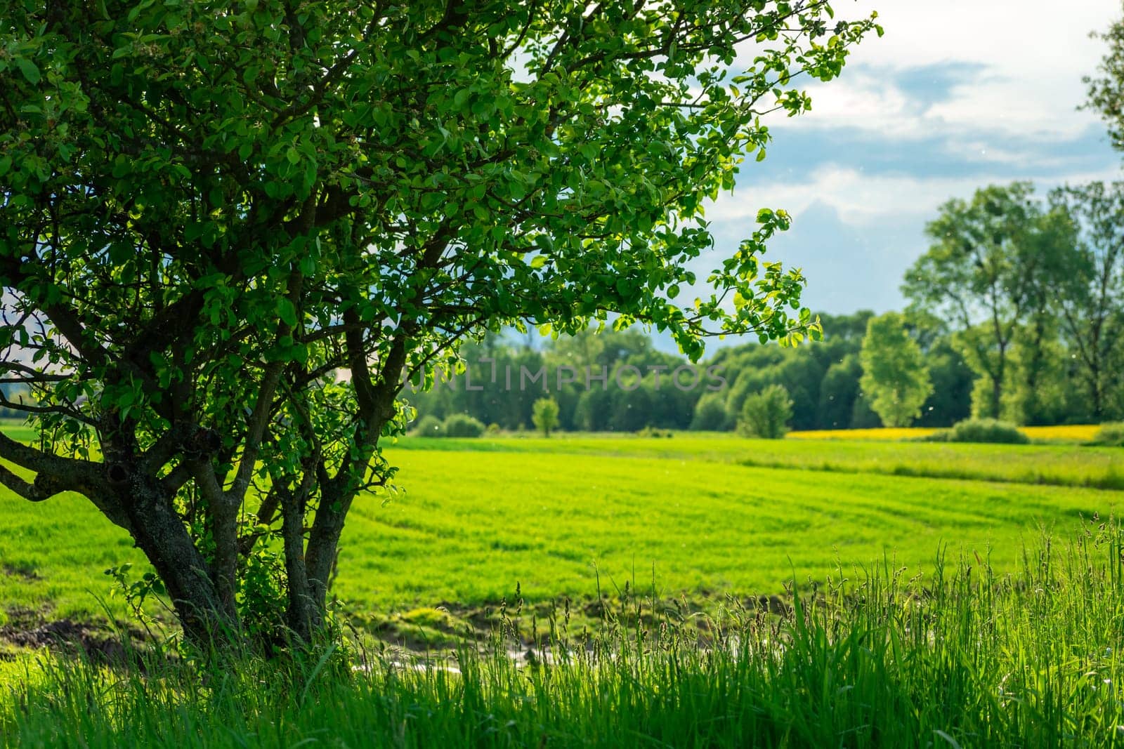 Green tree in the foreground, field and forest, Zarzecze, Lubelskie, Poland