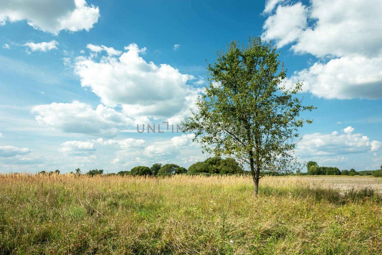 Tree on the meadow and white clouds against the blue sky, Zarzecze, Poland