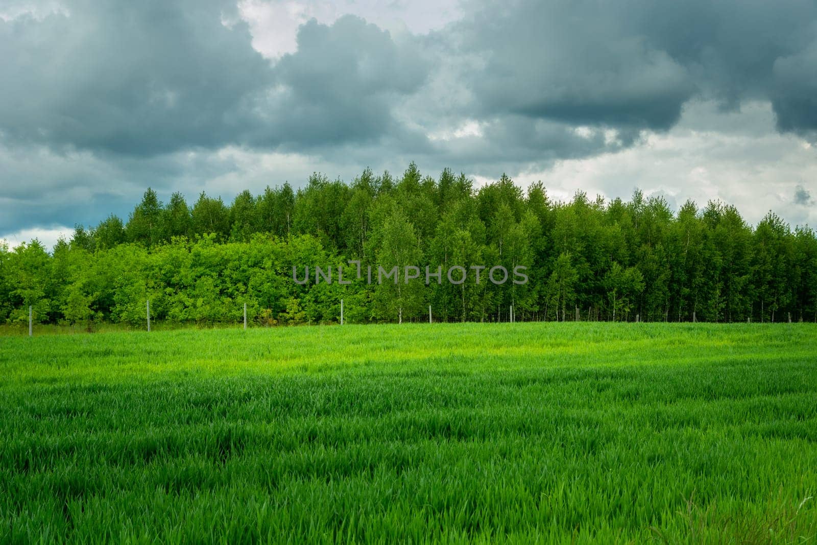 Green field, forest and gray clouds on the sky, Zarzecze, Lubelskie, Poland