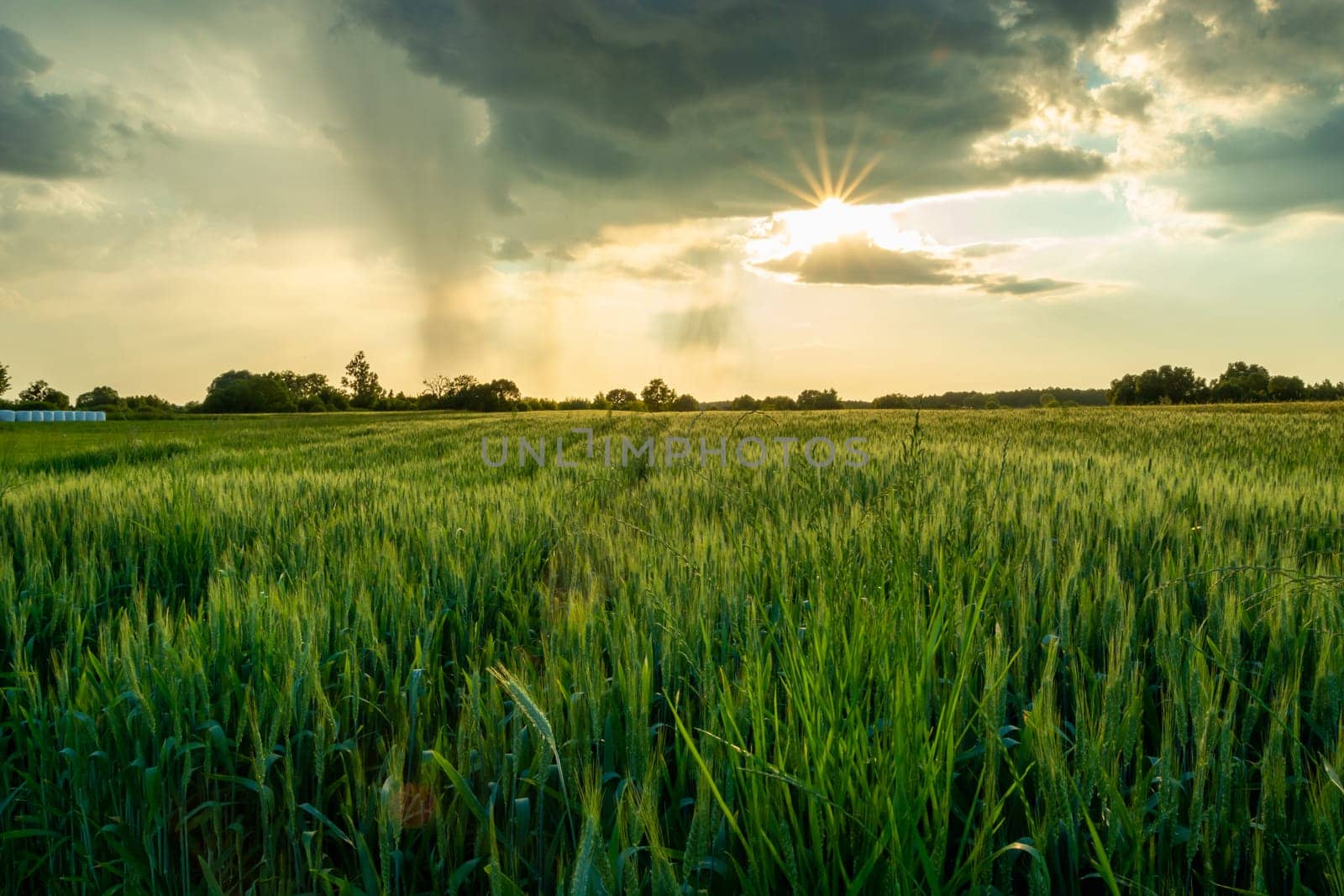 Green wheat and sun under a cloud with rain, Nowiny, Lubelskie, Poland