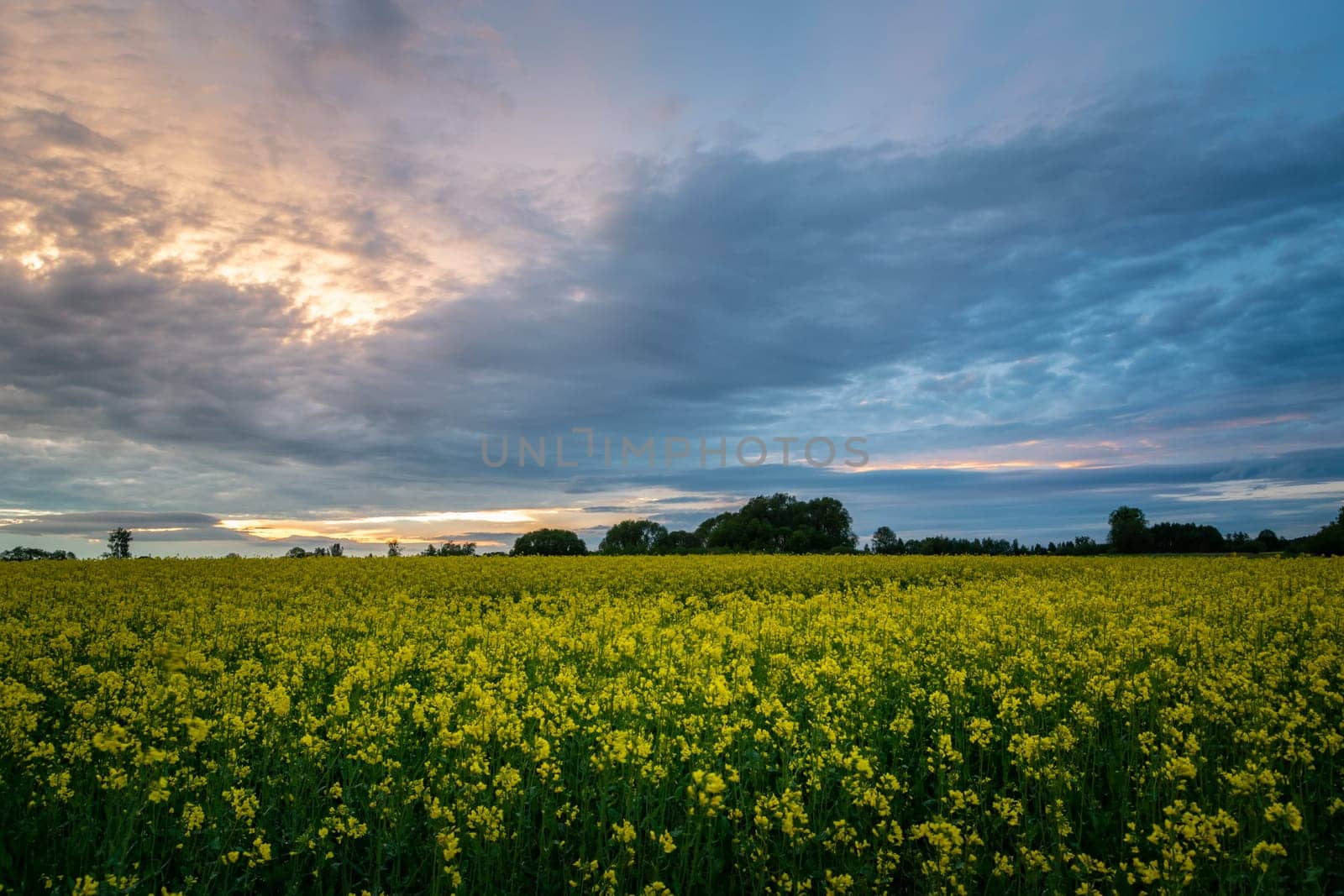 Rapeseed field and colorful clouds during sunset, Zarzecze, Lubelskie, Poland