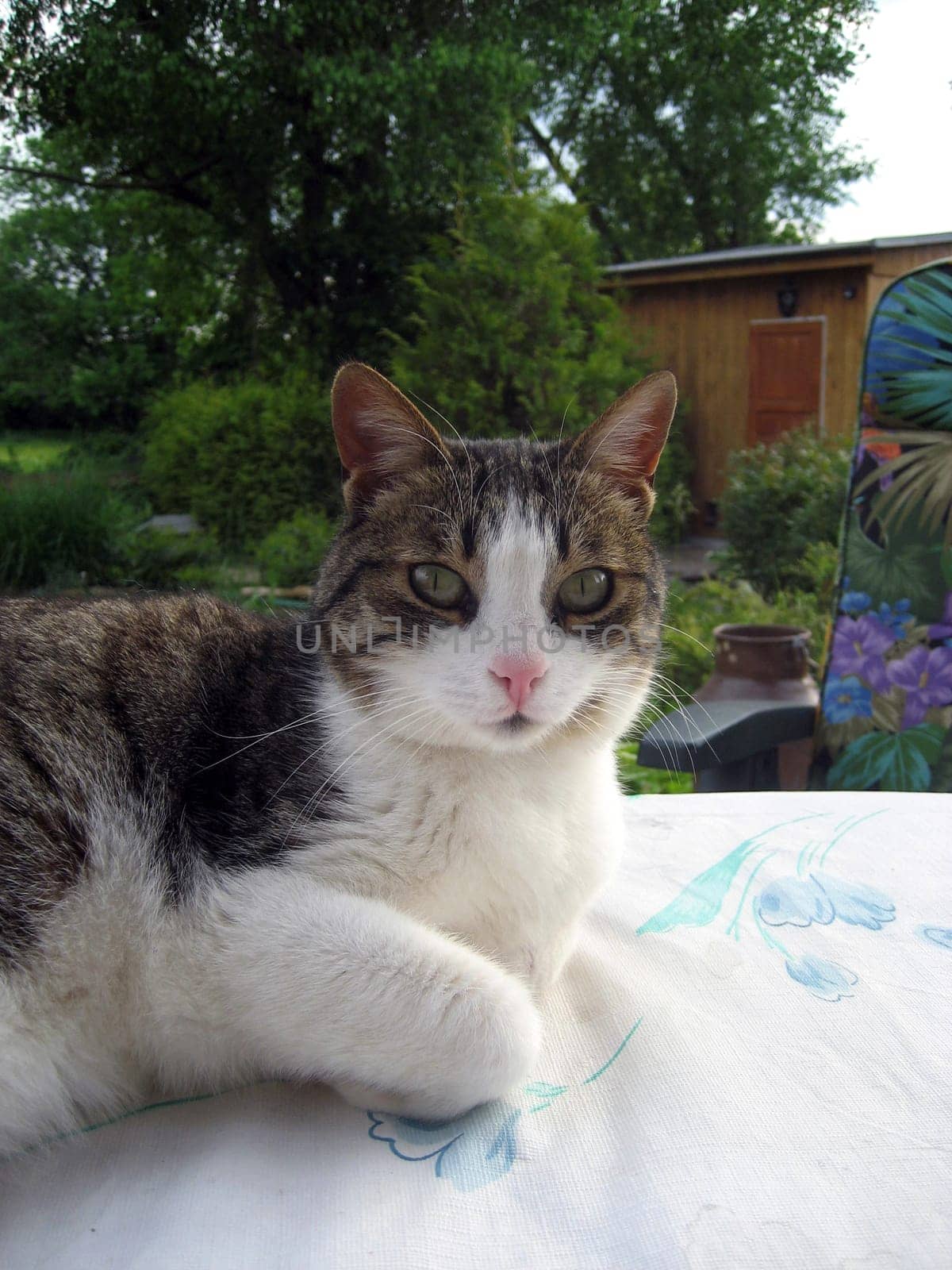Portrait of cat. A cute cat named Miri on a beautiful summer day in the garden on a table Selective focus on head.
