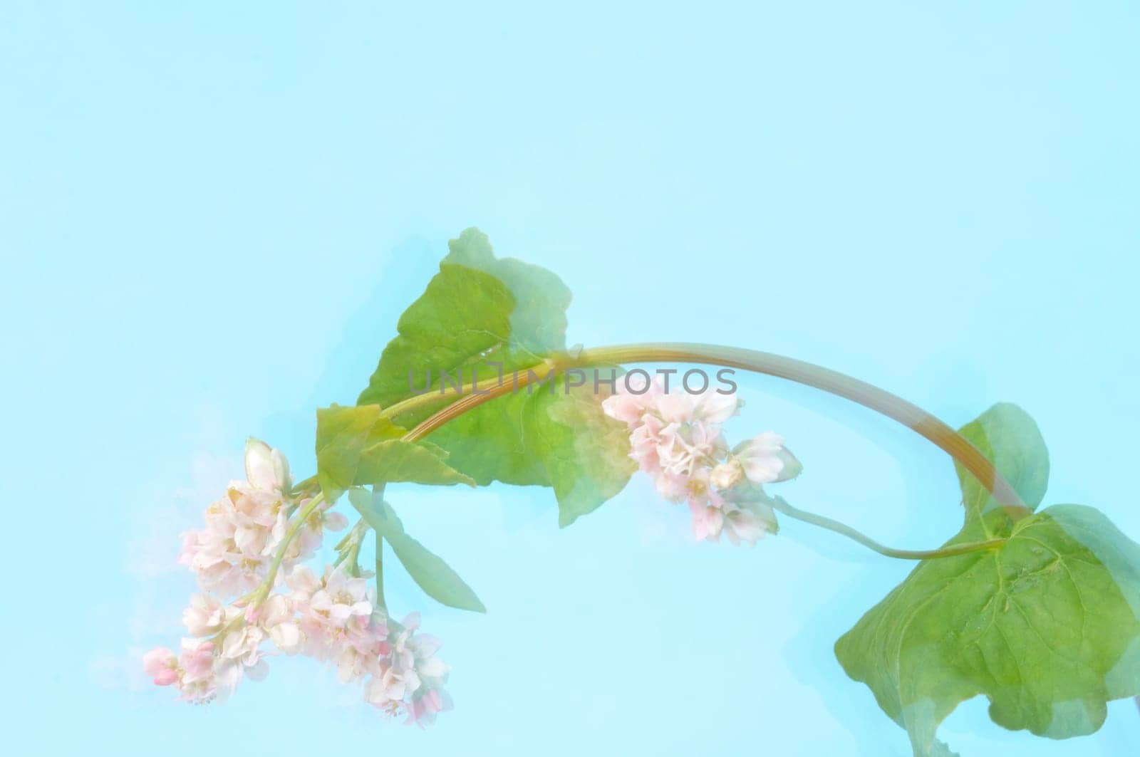 buckwheat flowers on a blue background