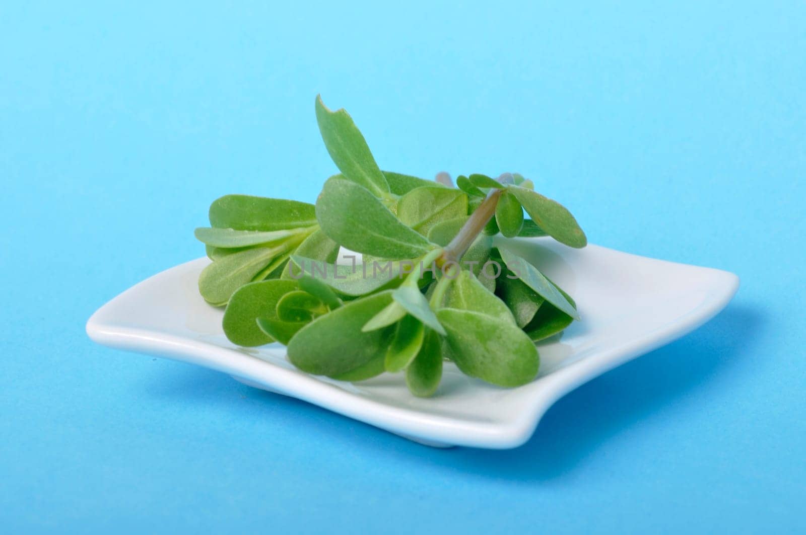 purslane in a saucer on a blue background