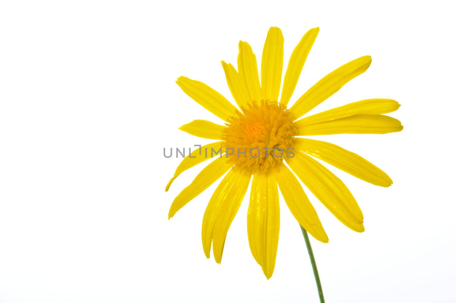 savannah daisies on a white background
