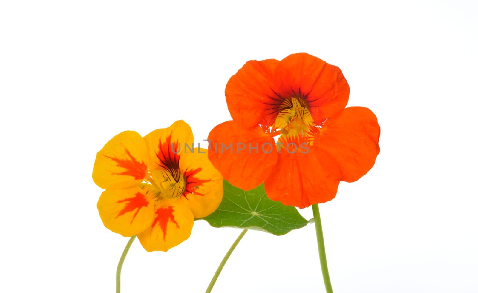 nasturtiums on a white background