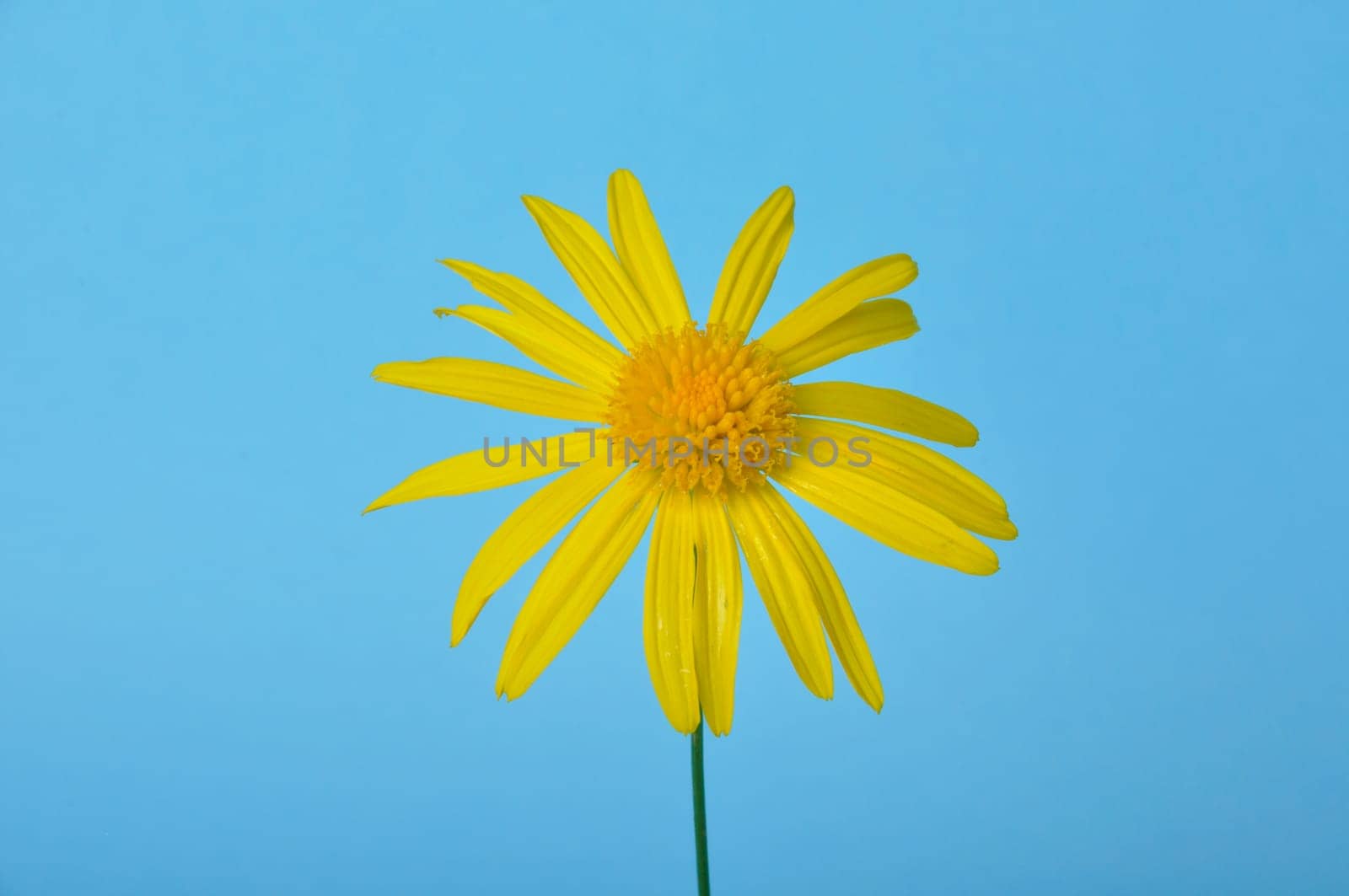savannah daisies on a blue background