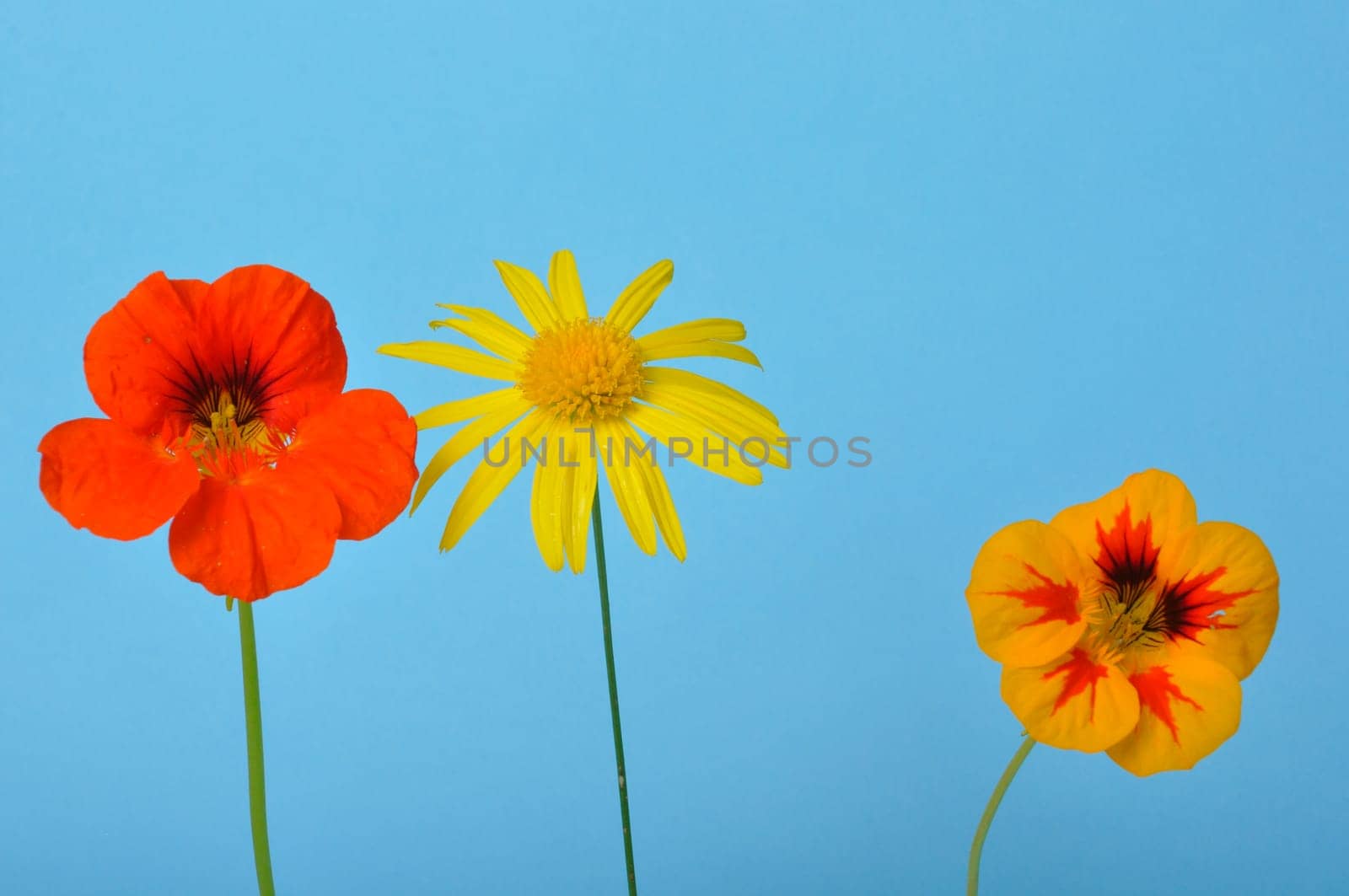 savannah daisies and nasturtiums on a blue background