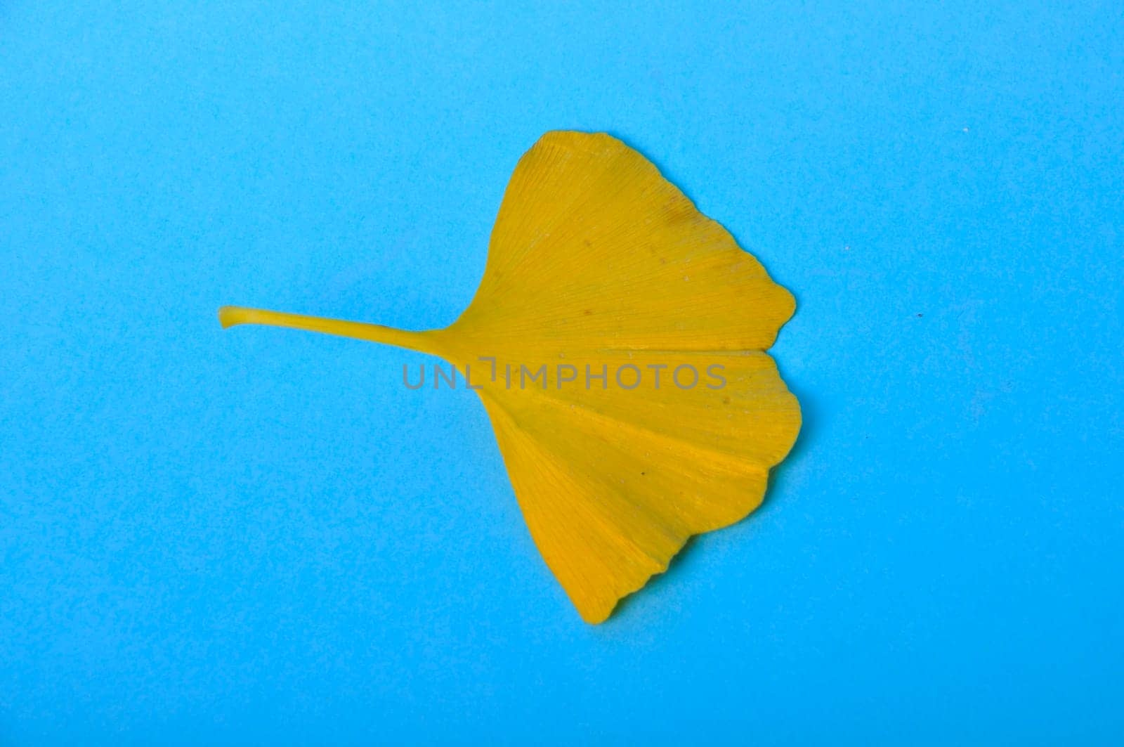ginkgo biloba leaf on a blue background