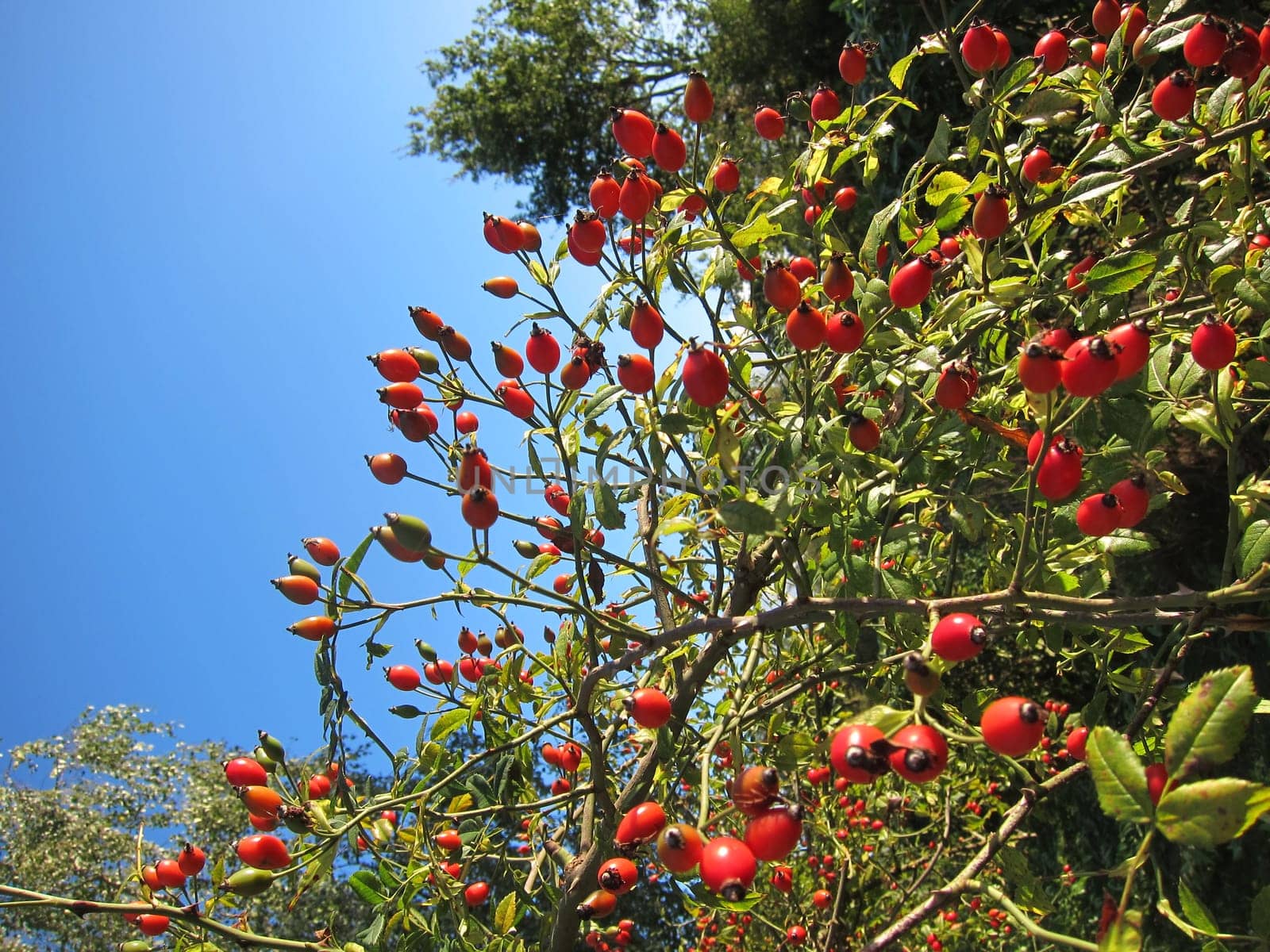 Fruit of rosebush