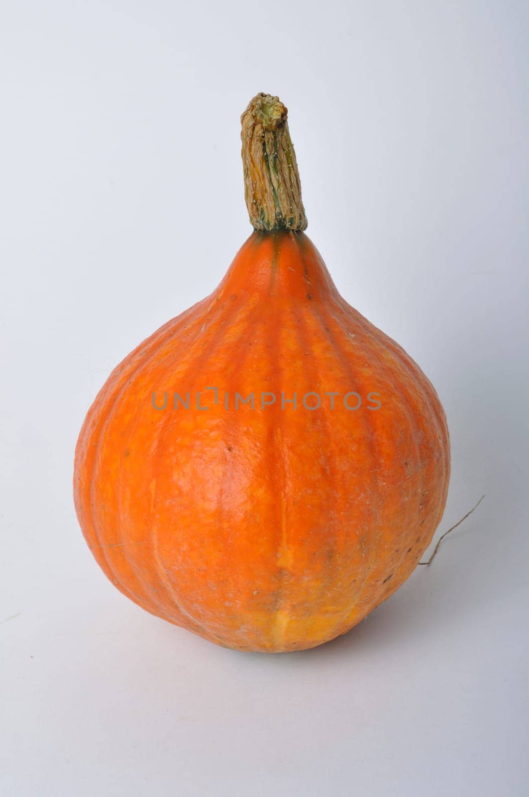 pumpkin on a white background