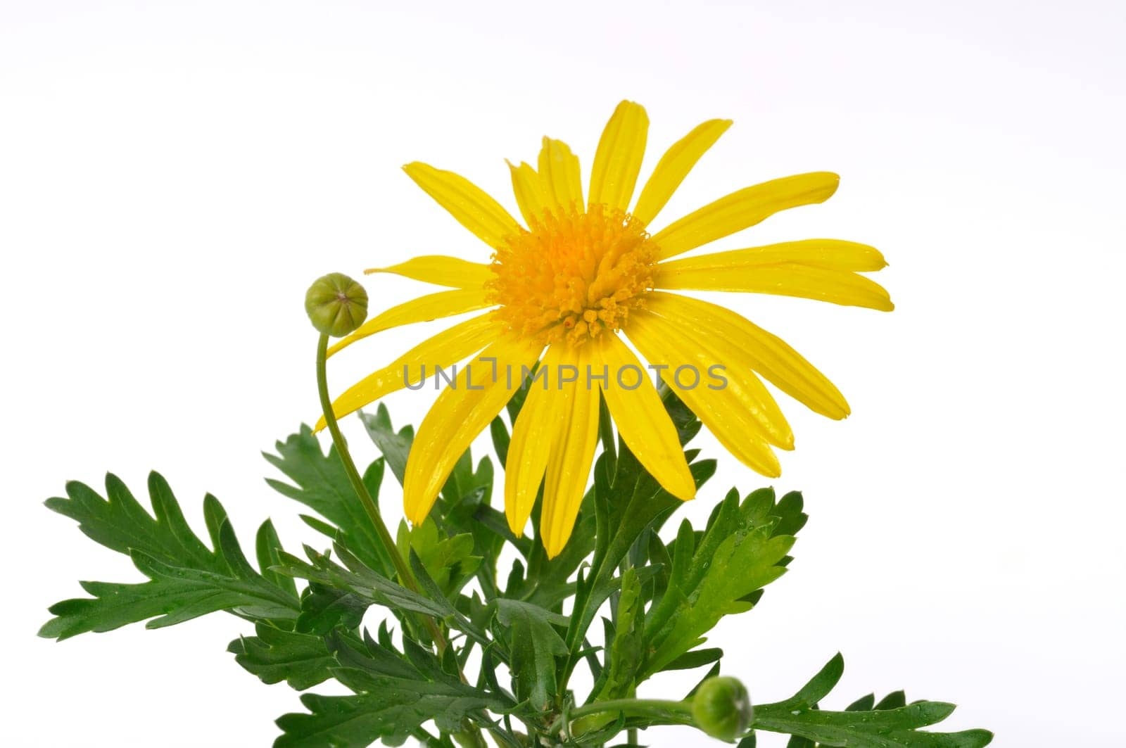 savannah daisies on a white background