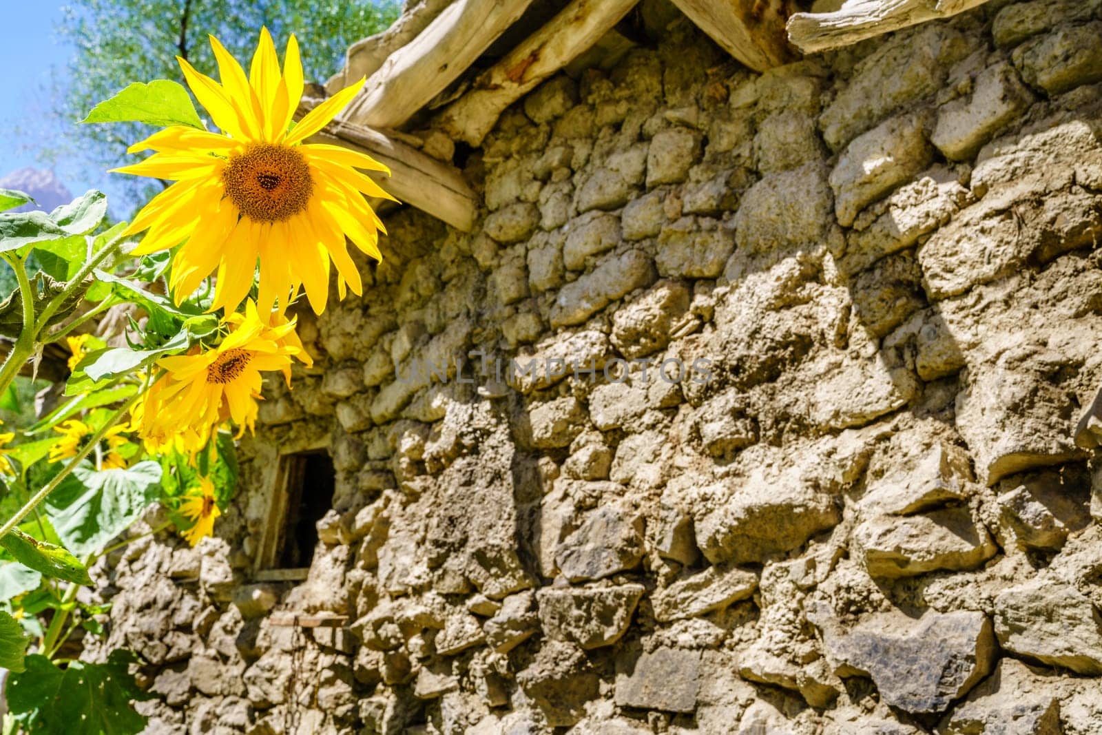 Bright sunflowers near a barn at a remote village in the mountains of Tajikistan