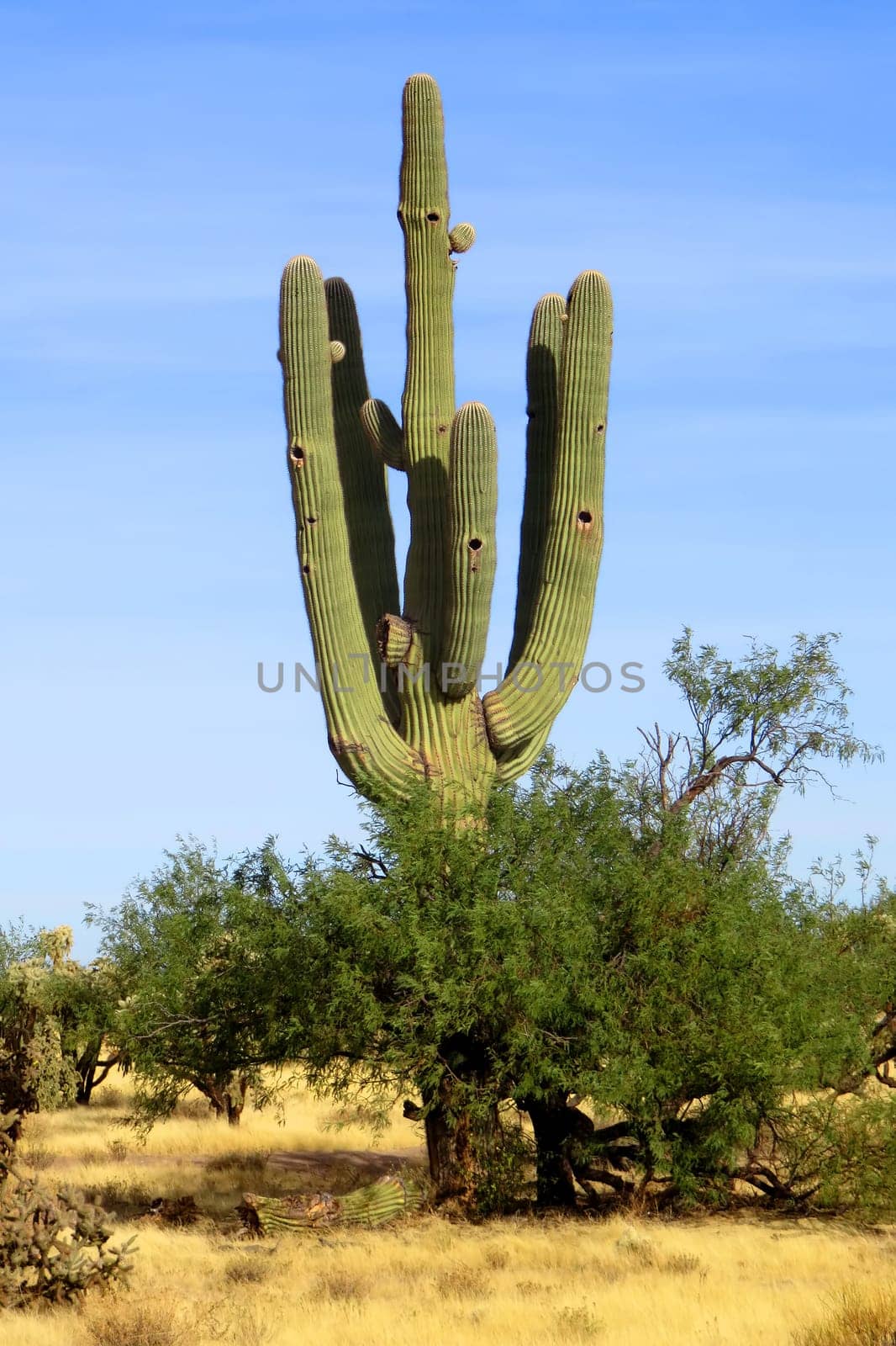 Saguaro Cactus cereus giganteus in Arizona Sonora desert