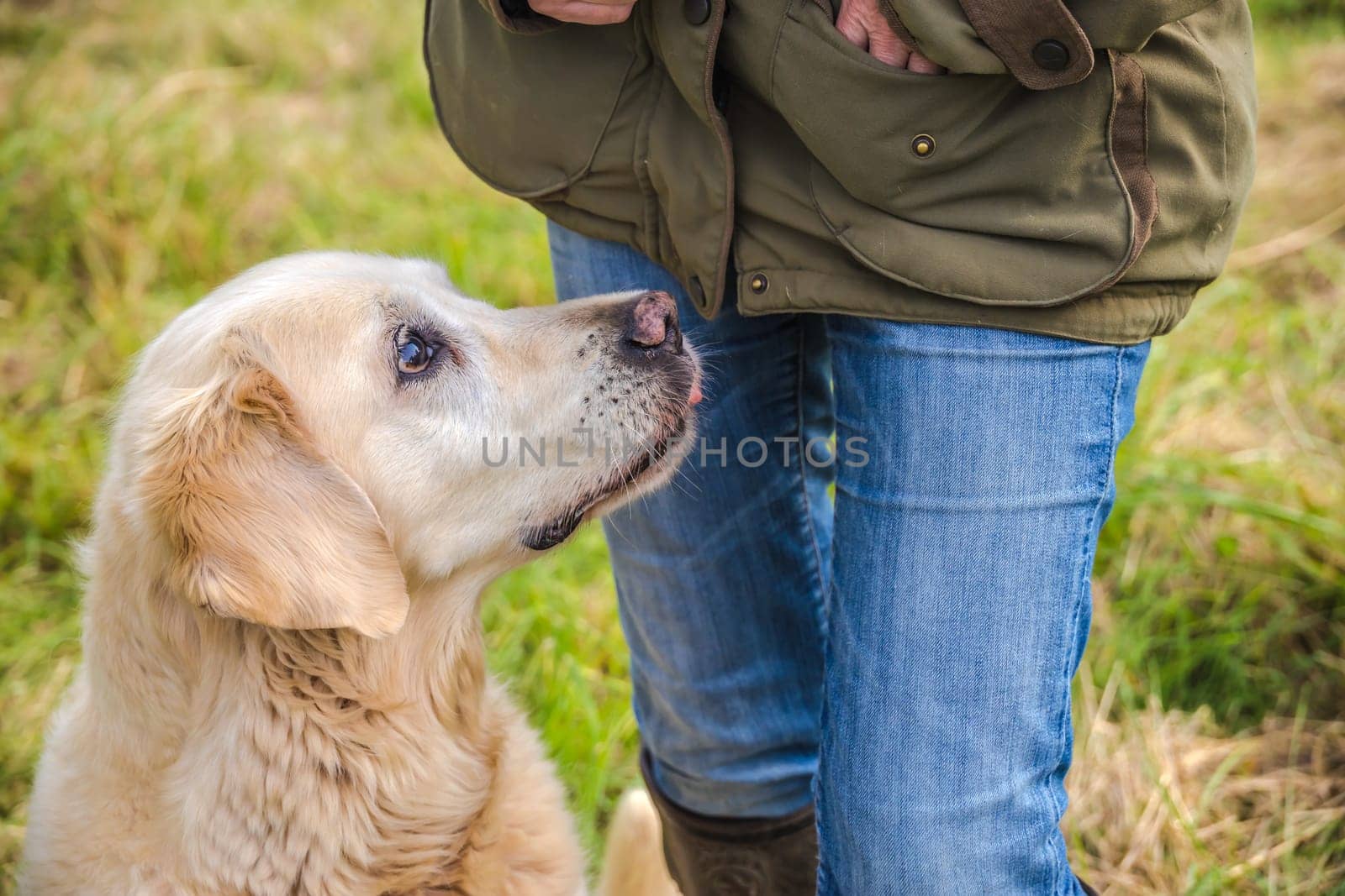 Detail of an elderly Golden Retriever begging for a dog treat