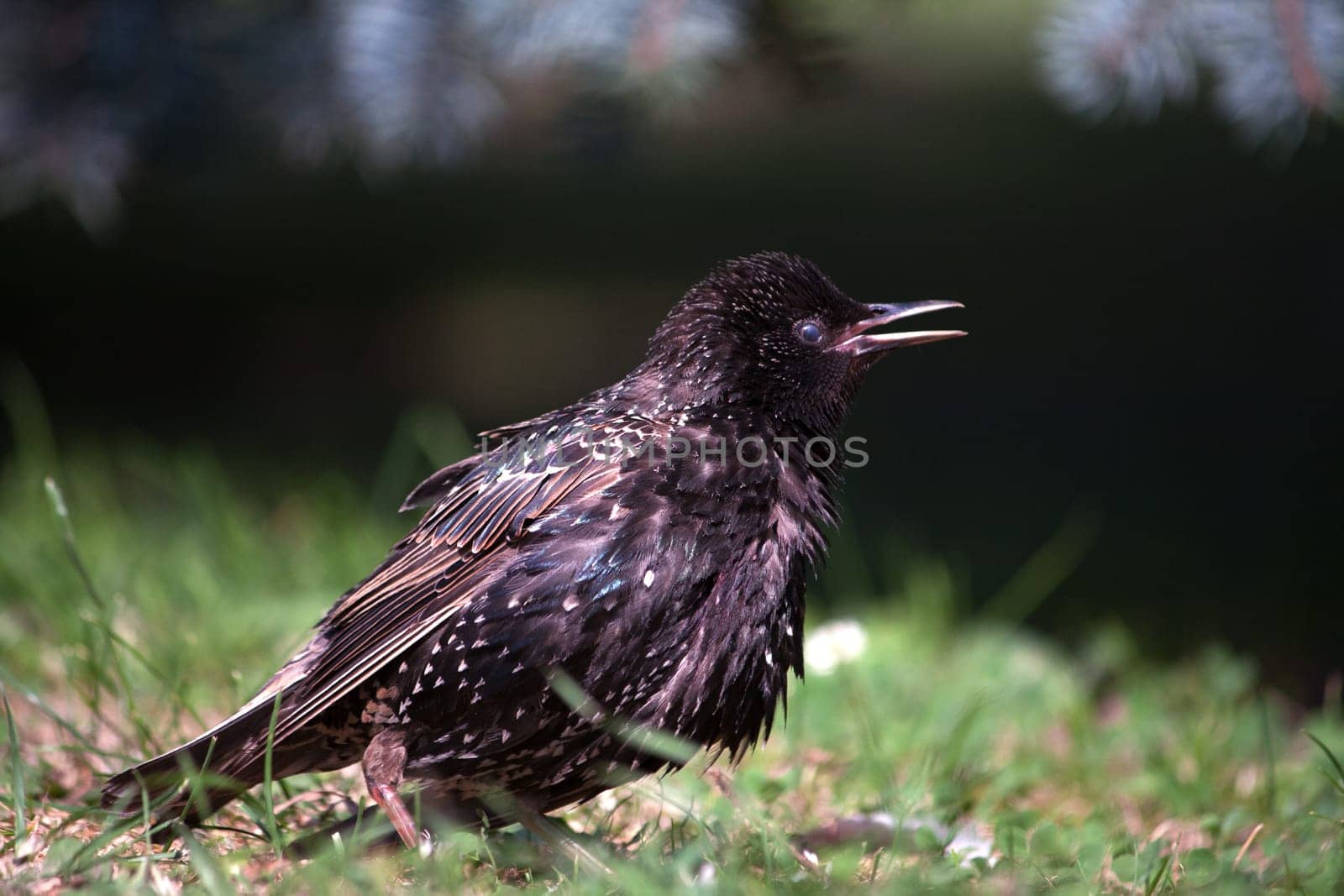 The common starling or European starling (Sturnus vulgaris), also known simply as the starling