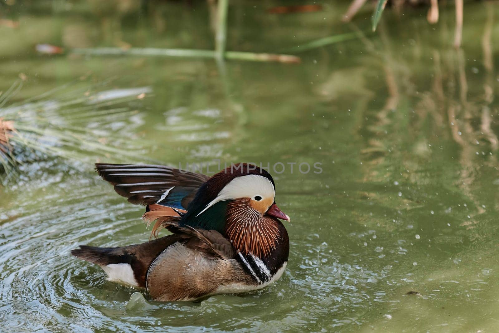 Duck with open wings on a pond. Duck flying over a pond. Duck with open wings. Wild duck. Wild Fauna