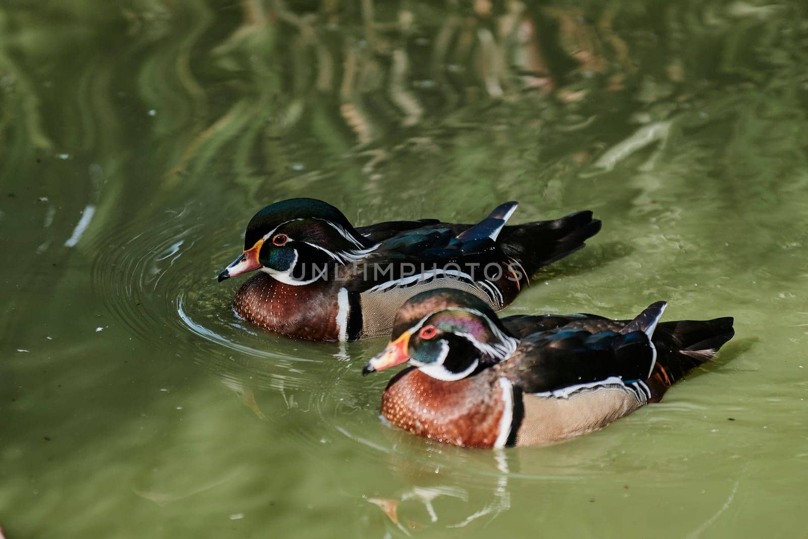 Duck with open wings on a pond. Duck flying over a pond. Duck with open wings. Wild duck. Wild Fauna