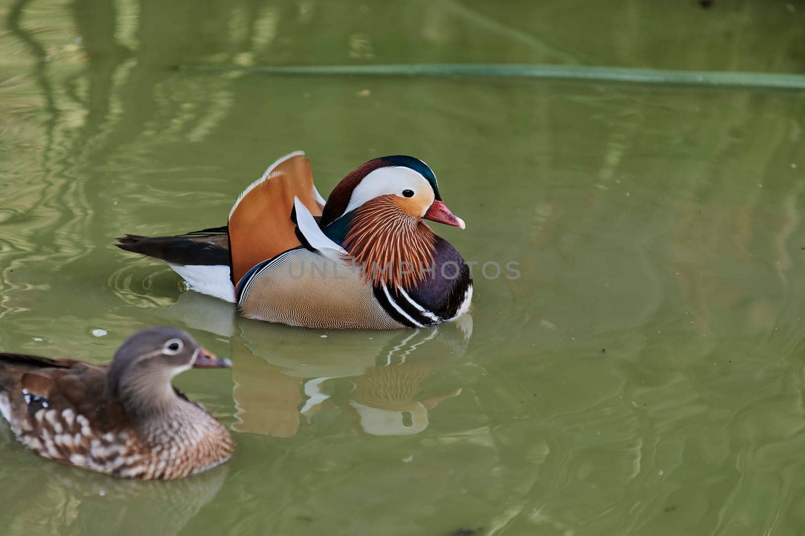 Duck with open wings on a pond. Duck flying over a pond. Duck with open wings. Wild duck. Wild Fauna