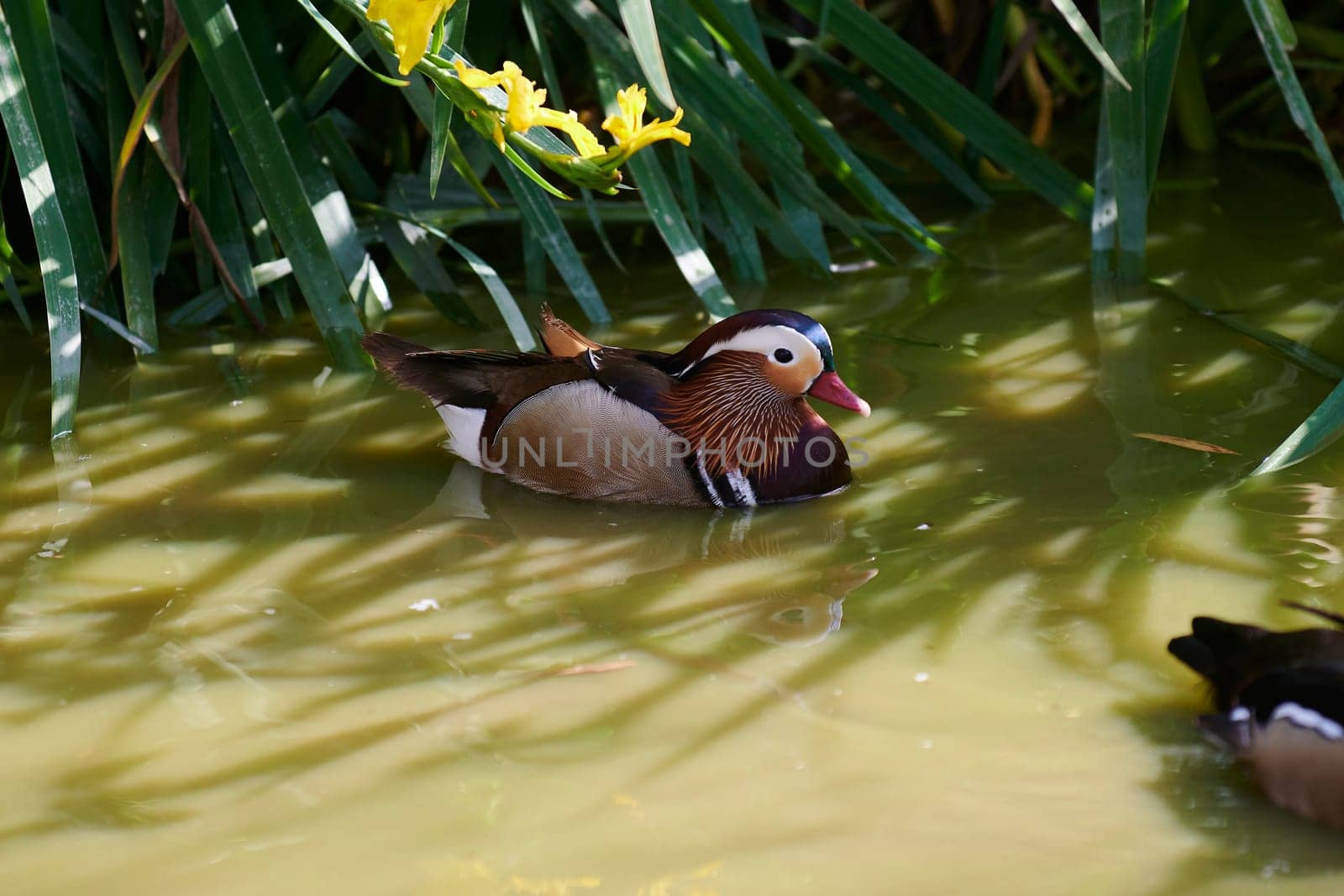 Duck with open wings on a pond. Duck flying over a pond. Duck with open wings. Wild duck. Wild Fauna