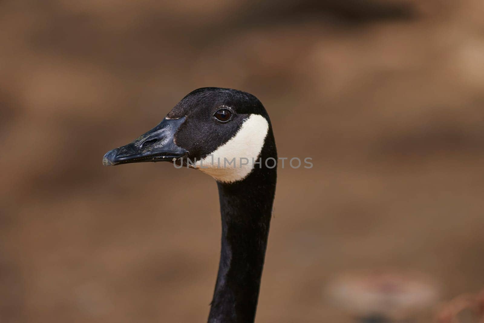 Duck with open wings on a pond. Duck flying over a pond. Duck with open wings. Wild duck. Wild Fauna