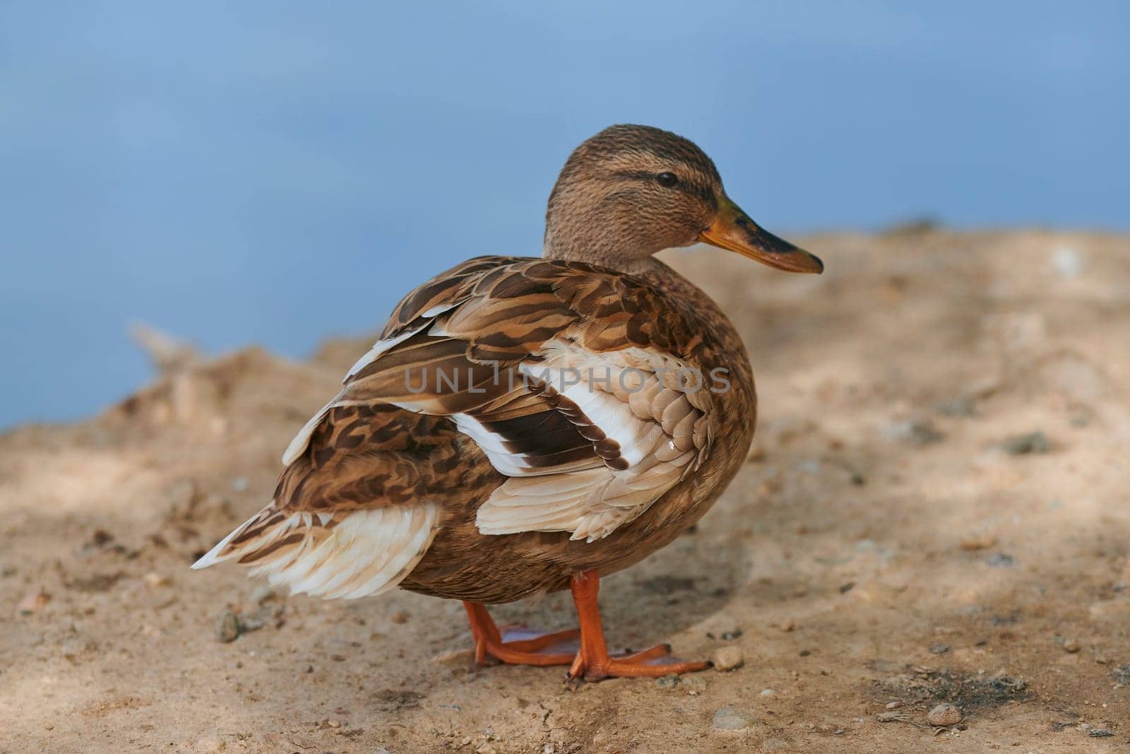 Duck with open wings on a pond. Duck flying over a pond. Duck with open wings. Wild duck. Wild Fauna