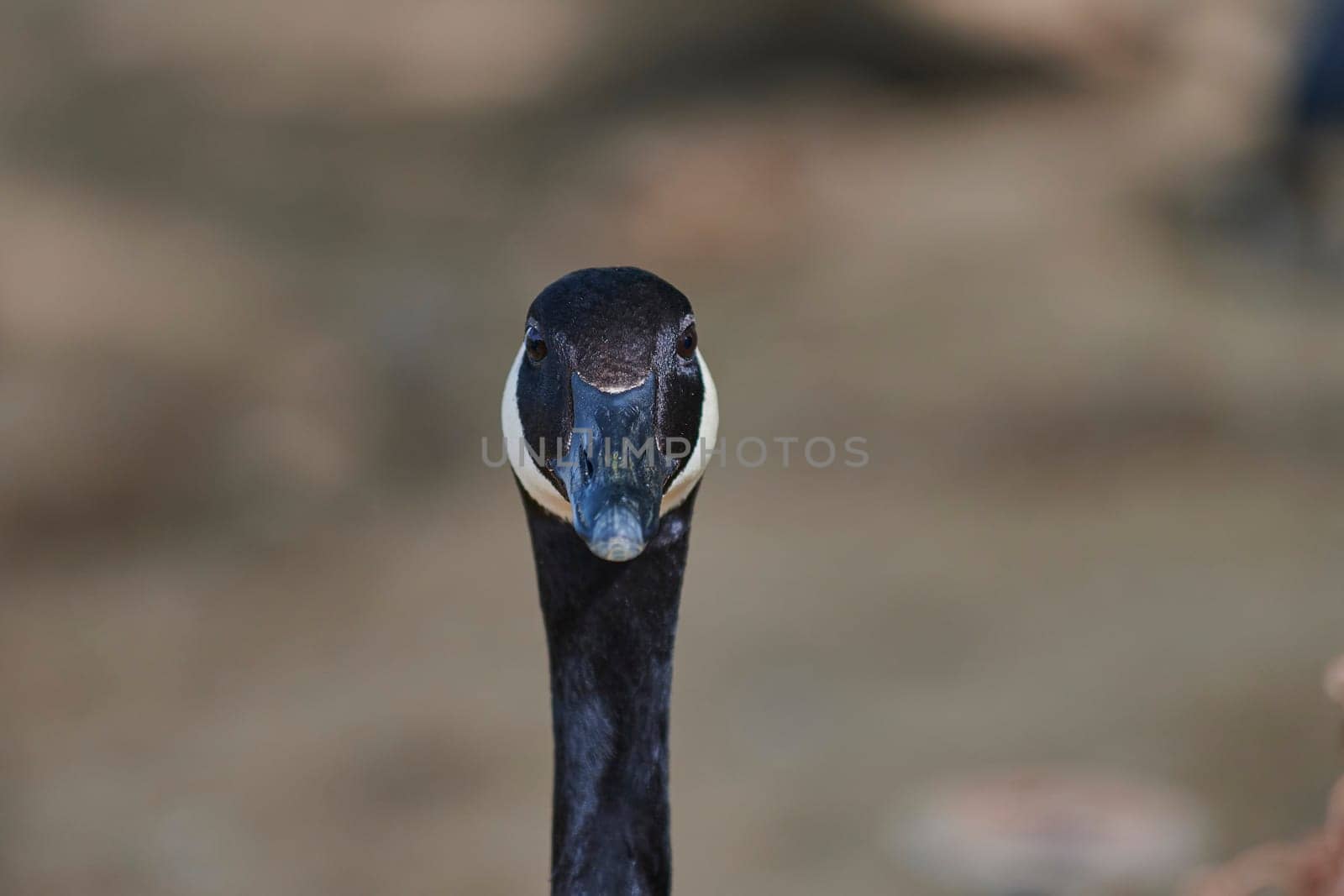 Duck with open wings on a pond. Duck flying over a pond. Duck with open wings. Wild duck. Wild Fauna