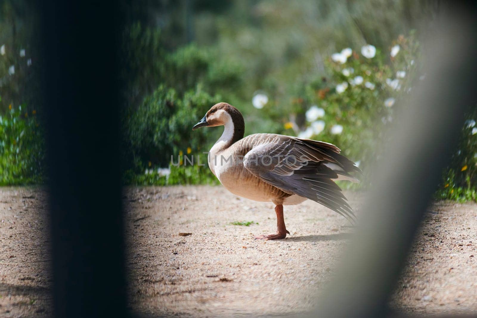 Duck with open wings on a pond. Duck flying over a pond. Duck with open wings. Wild duck. Wild Fauna