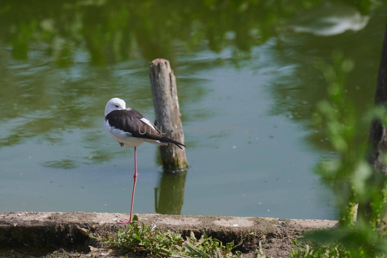 Duck with open wings on a pond. Duck flying over a pond. Duck with open wings. Wild duck. Wild Fauna
