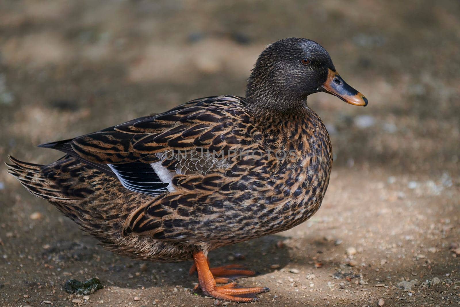 Duck with open wings on a pond. Duck flying over a pond. Duck with open wings. Wild duck. Wild Fauna