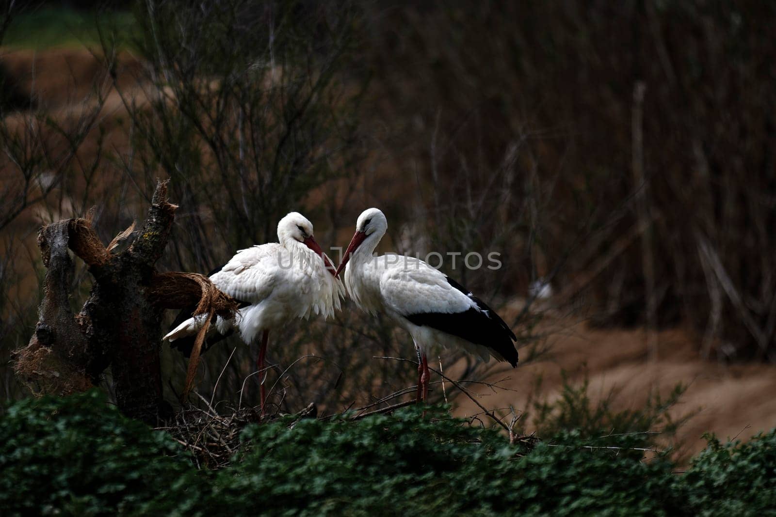 Duck with open wings on a pond. Duck flying over a pond. Duck with open wings. Wild duck. Wild Fauna
