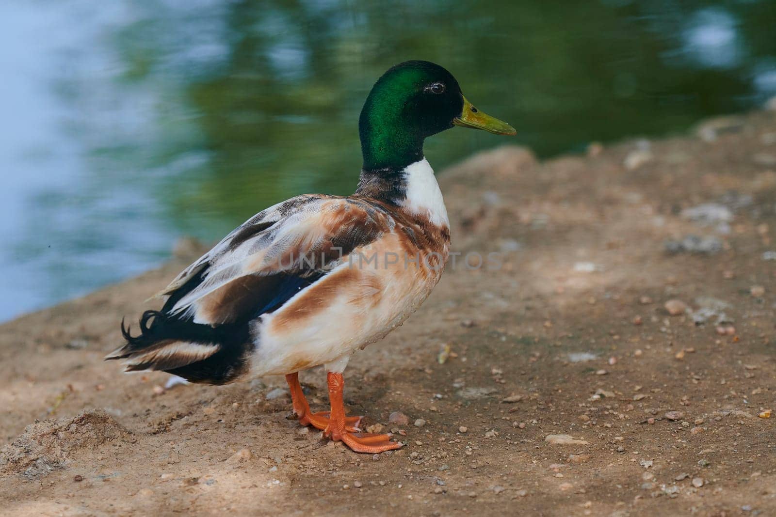 Duck with open wings on a pond. Duck flying over a pond. Duck with open wings. Wild duck. Wild Fauna
