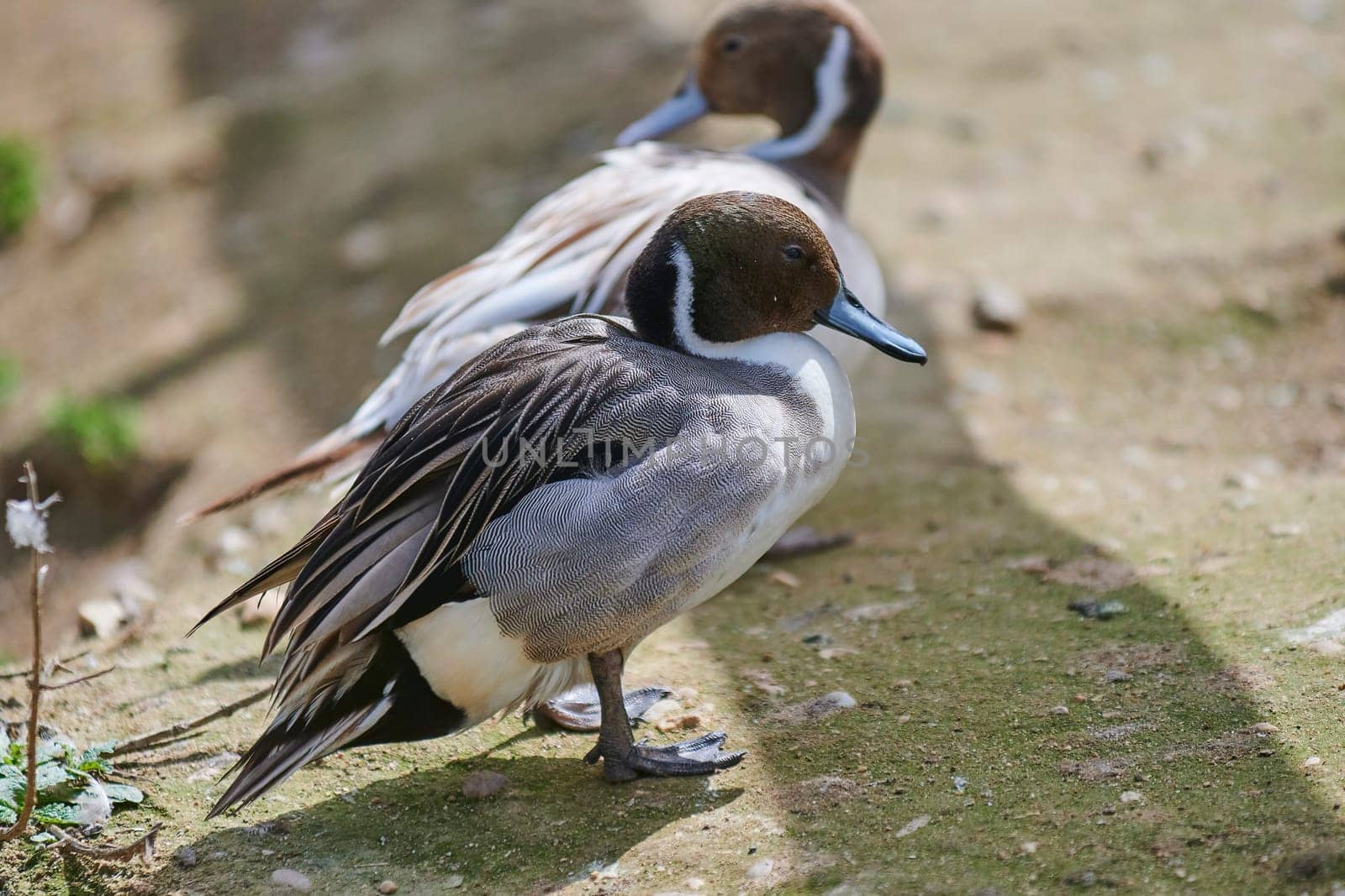 Duck with open wings on a pond. Duck flying over a pond. Duck with open wings. Wild duck. Wild Fauna
