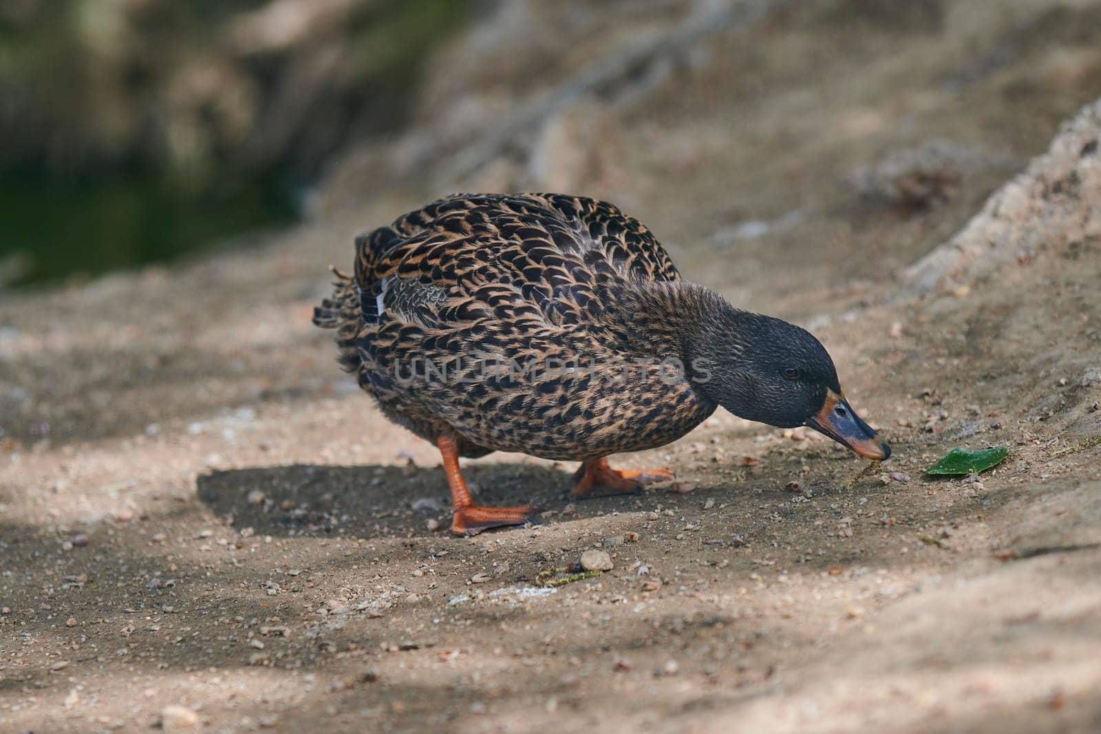 Duck with open wings on a pond. Duck flying over a pond. Duck with open wings. Wild duck. Wild Fauna
