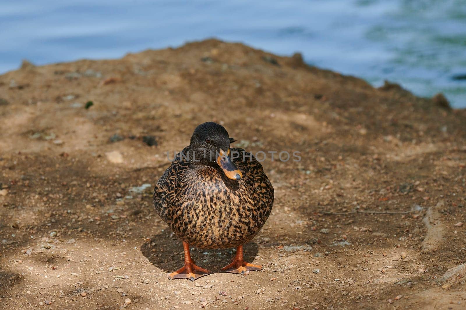 Duck with open wings on a pond. Duck flying over a pond. Duck with open wings. Wild duck. Wild Fauna