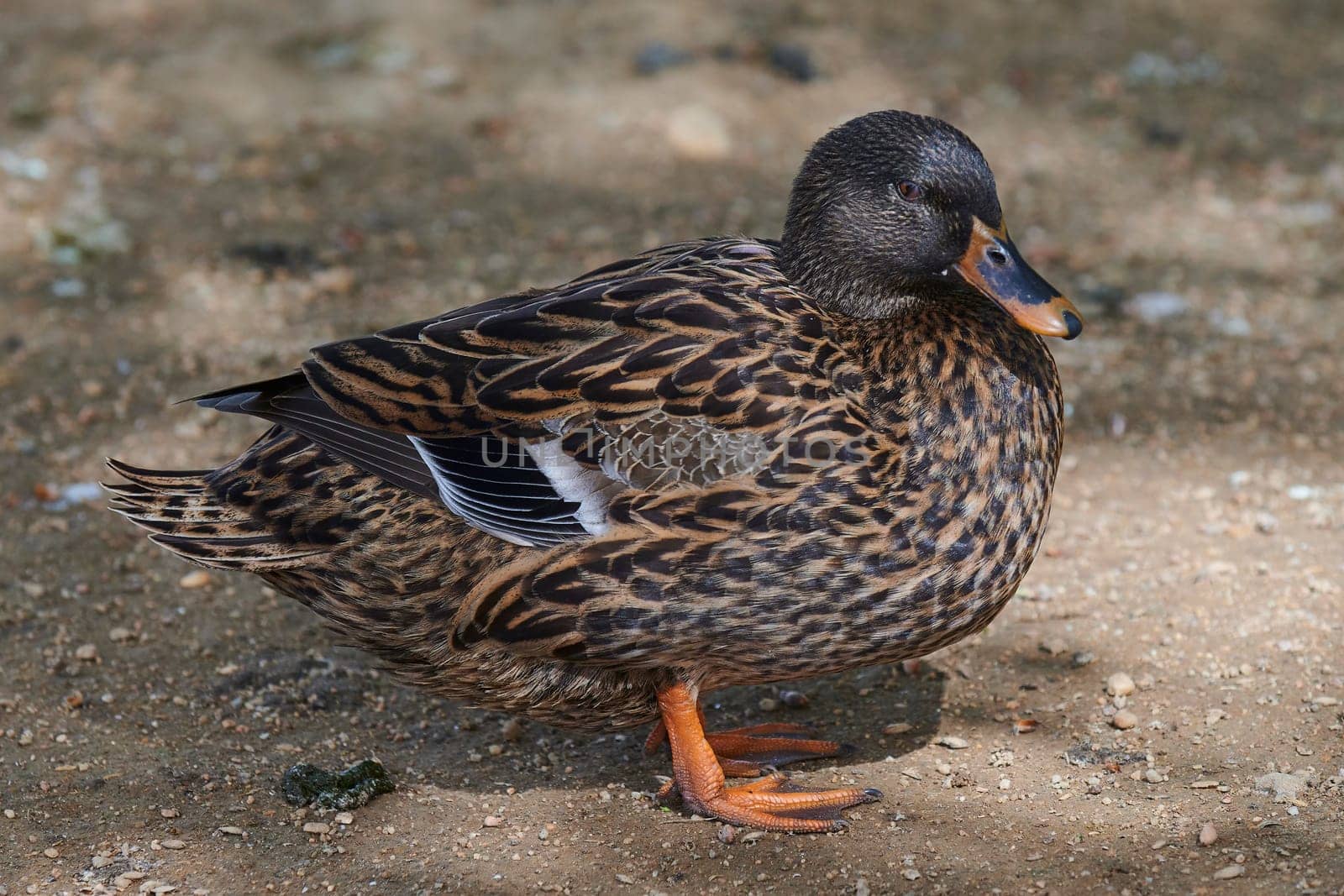 Duck with open wings on a pond. Duck flying over a pond. Duck with open wings. Wild duck. Wild Fauna