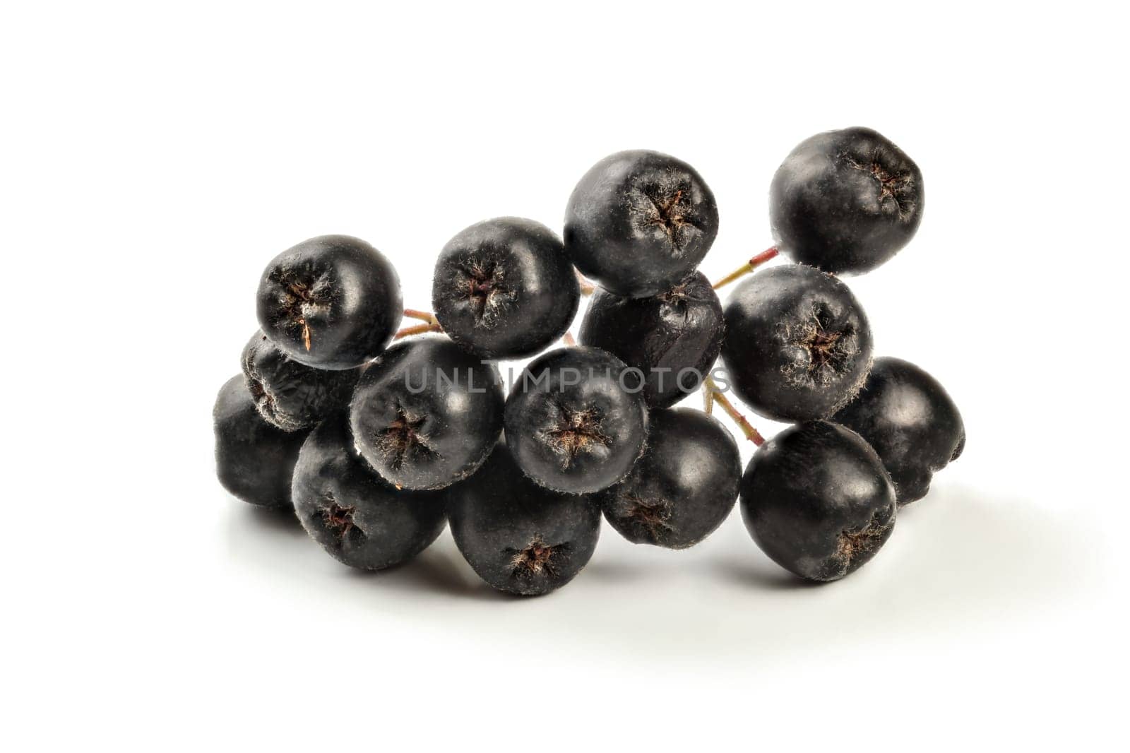 Detail on aronia (Chokeberry) fruits with stem, isolated on white background