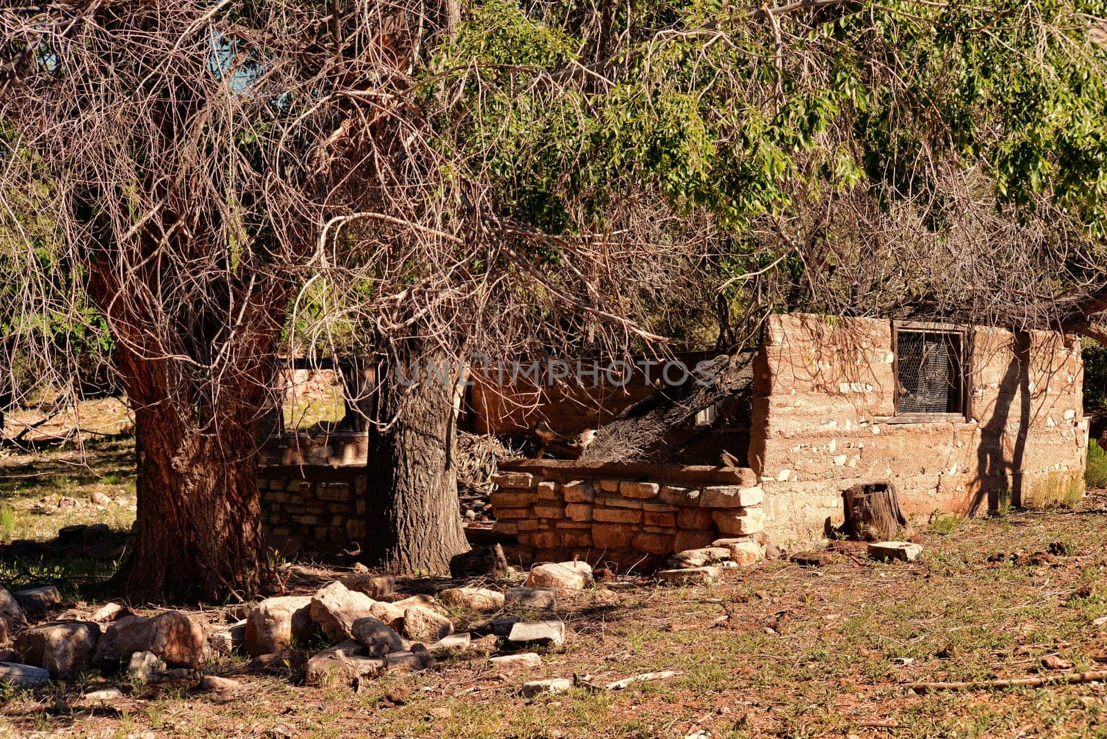 Ruins of old abandoned house in middle of forest