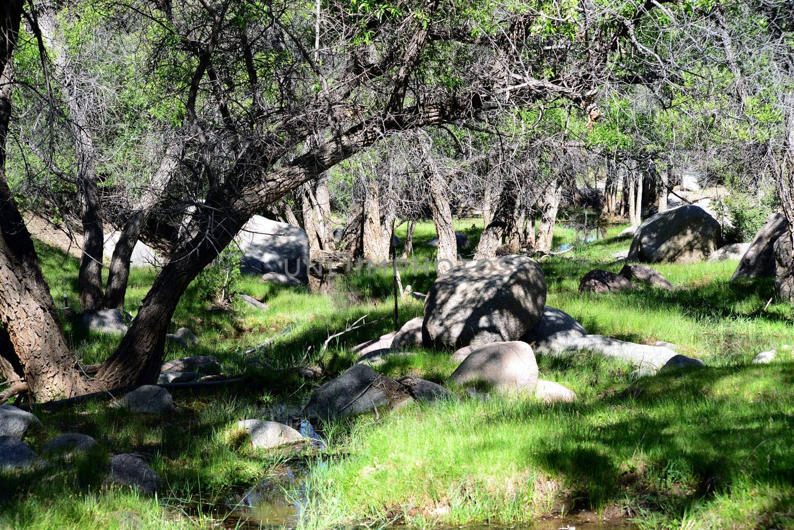 Northern Arizona Forest Glen with natural spring