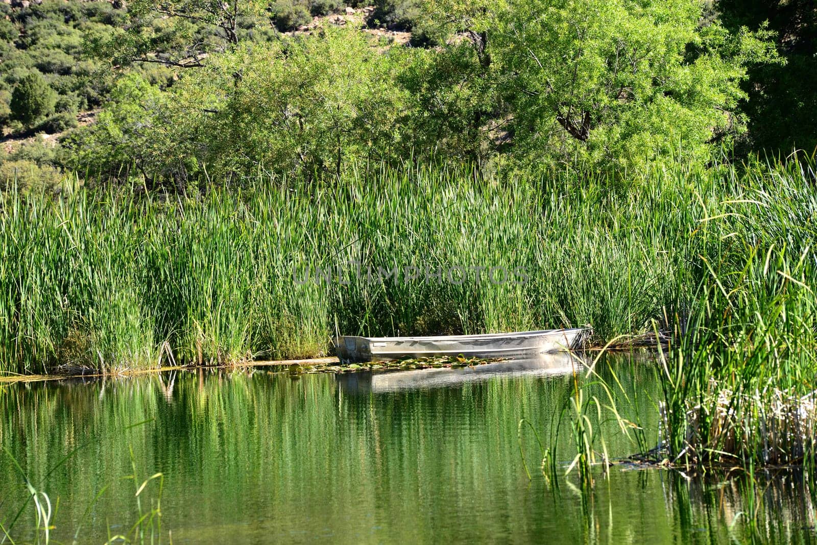 Empty aluminum boat adrift on pond with reeds