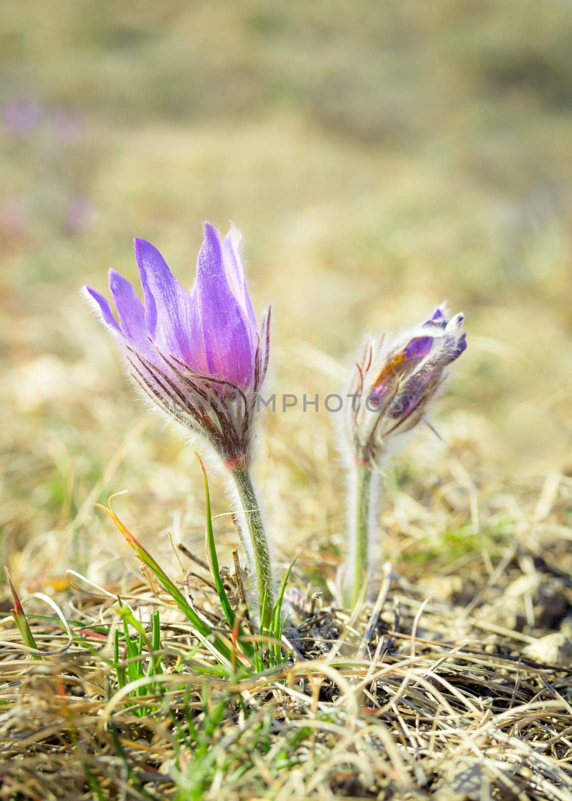 purple pasque flower in spring