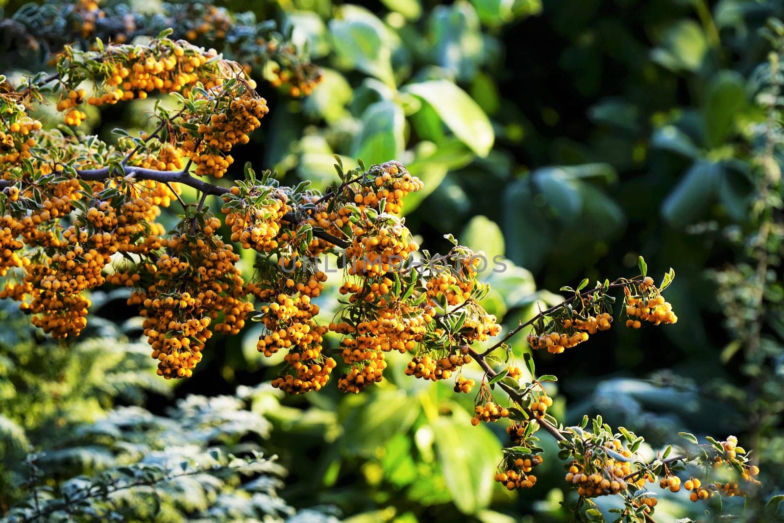 Sallow thorn - Hippophae rhamnoides
