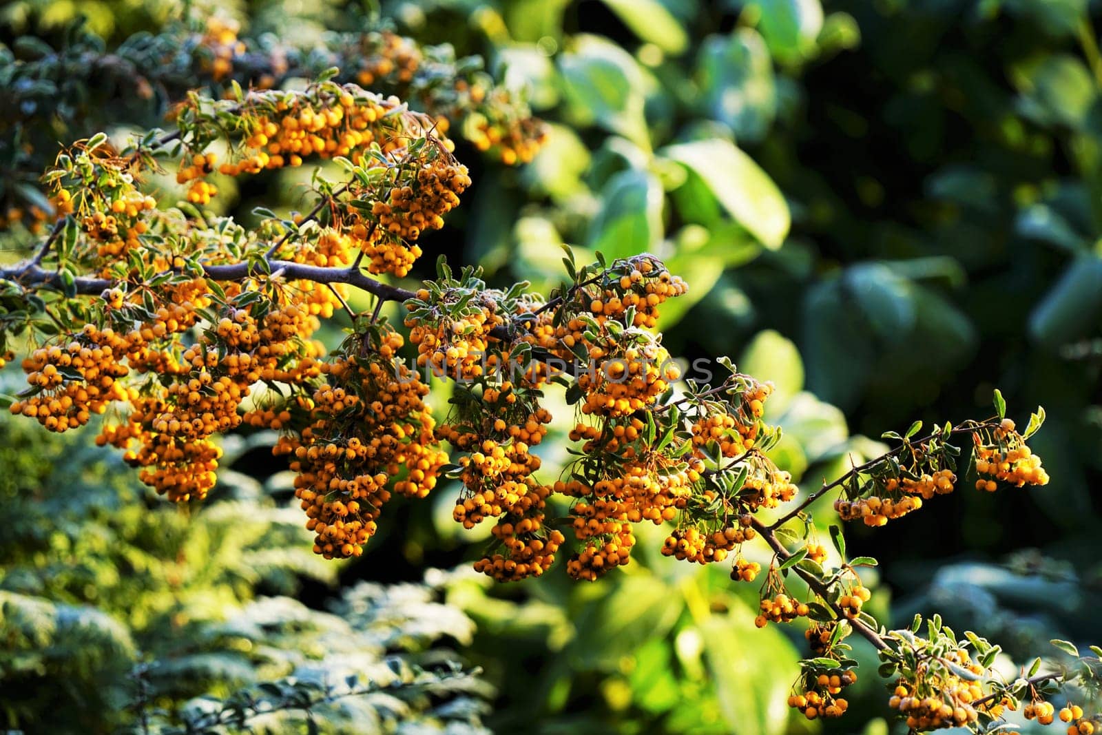 Sallow thorn - Hippophae rhamnoides