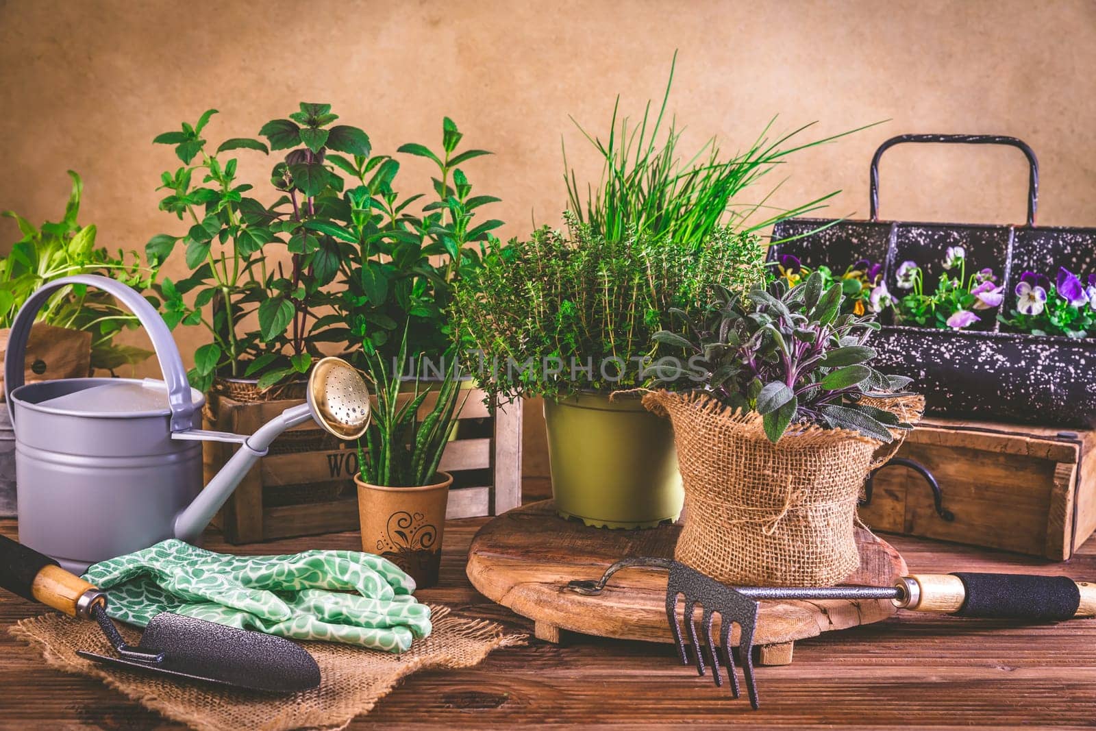 Planting and gardening concept - herbs, seedling and plants ready for planting with garden tools